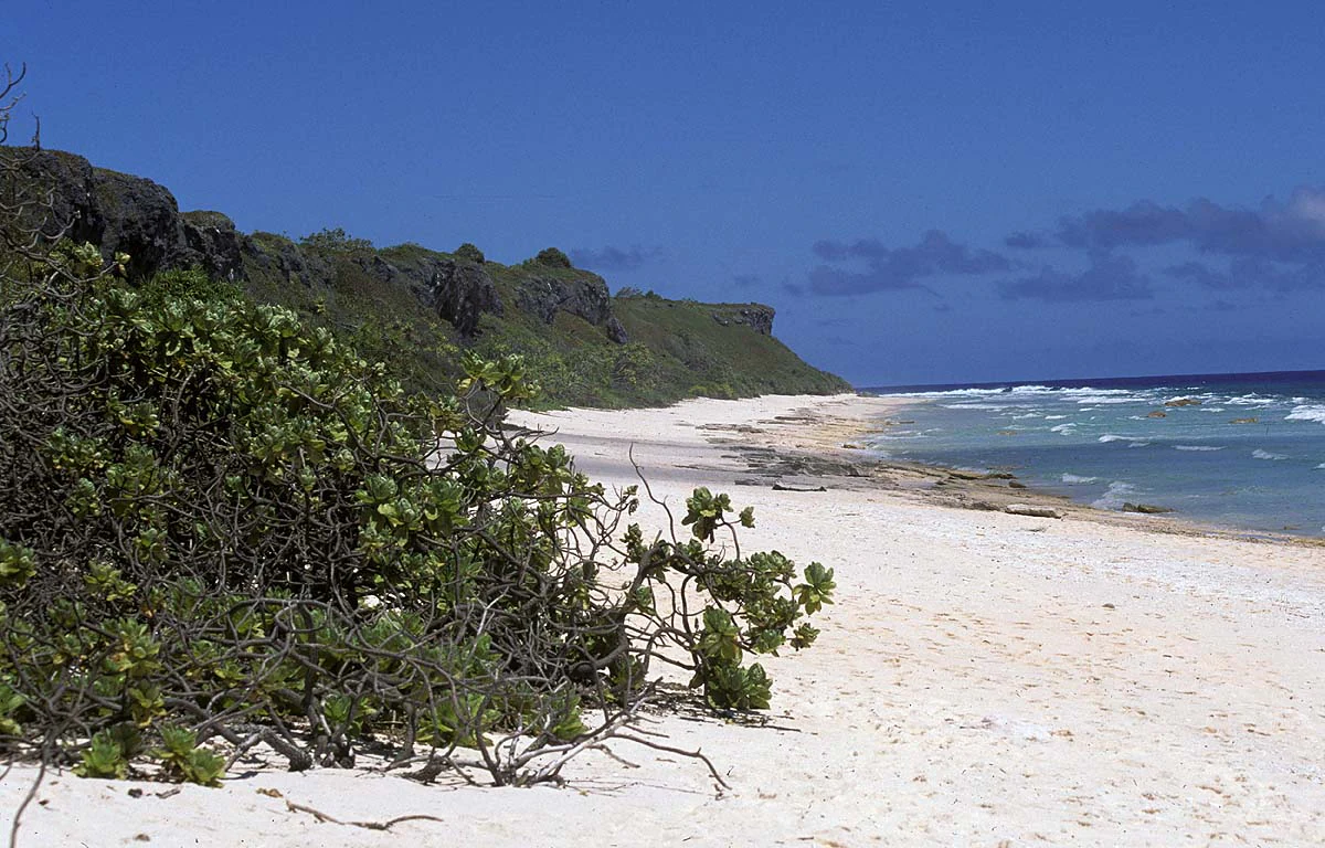 A wide shot of a white sand beach on Henderson Island with low coastal shrubs in the foreground and dark, raised rocky cliffs running along the shoreline.