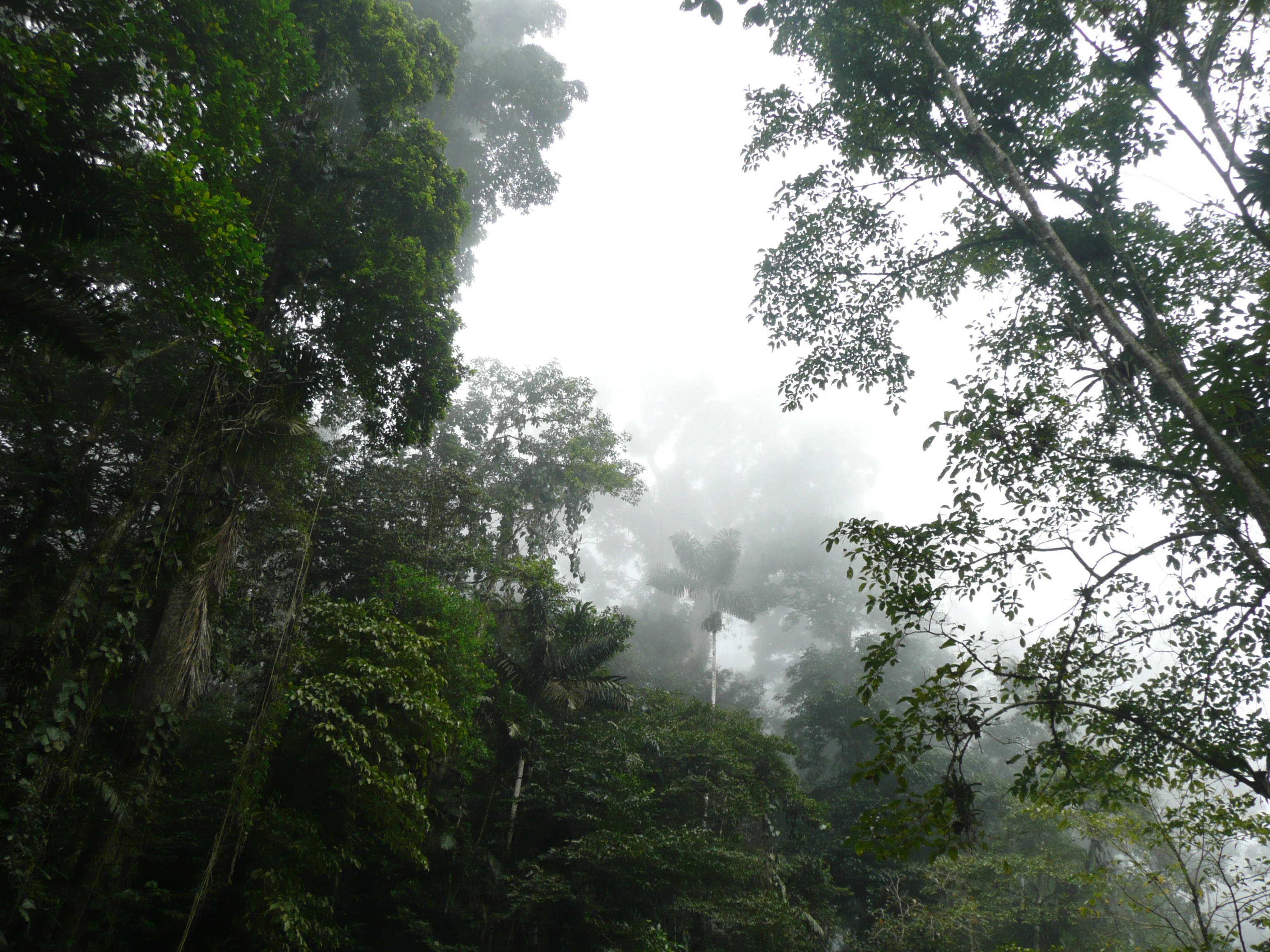 Dense green forest canopy with fog obscuring the background