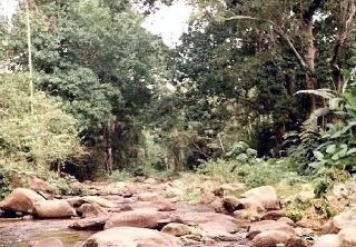 River with large boulders flowing through dense forest surrounded by tall trees and green vegetation