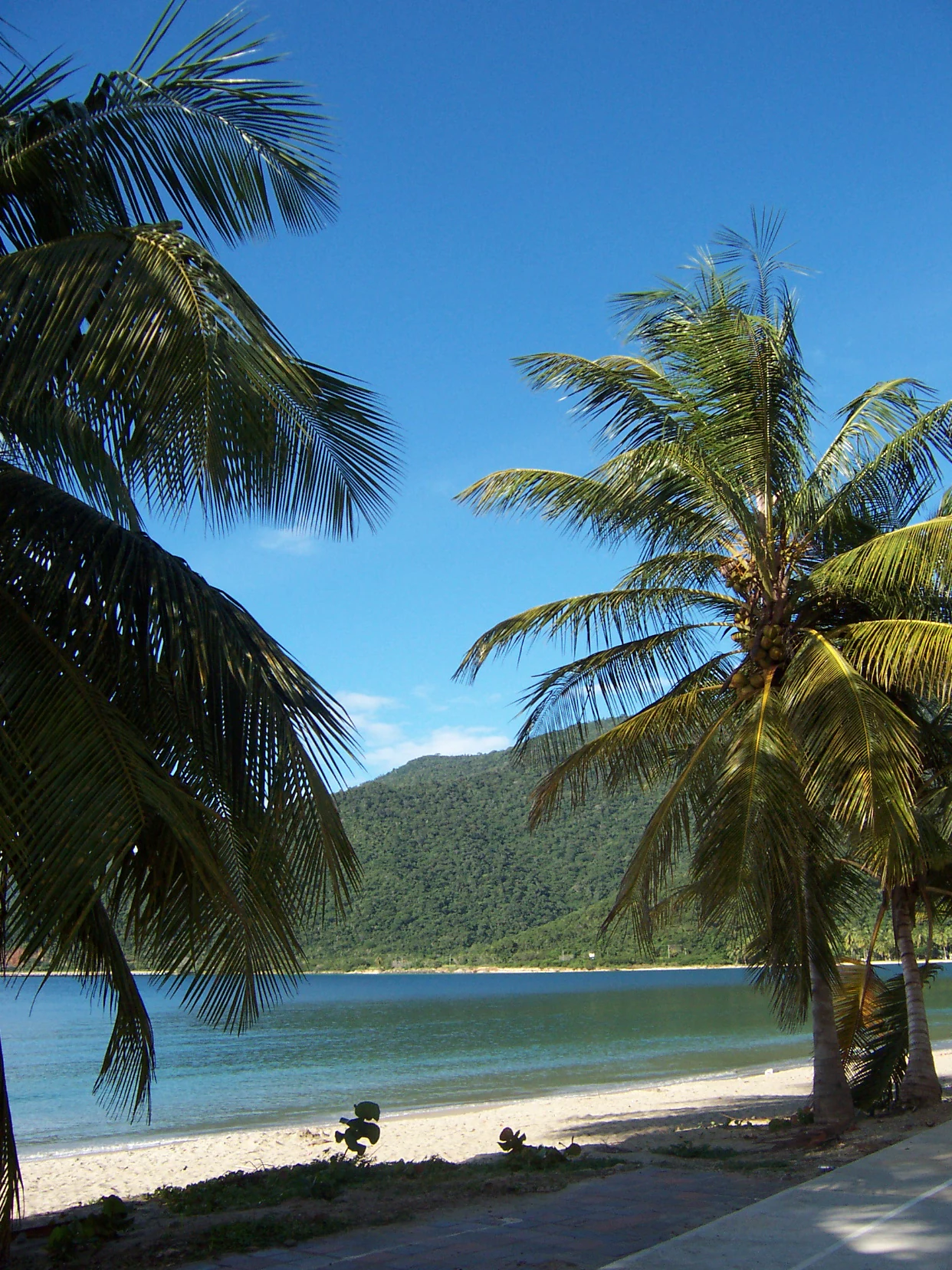 Palm trees framing a sandy beach with turquoise water and green mountains under a clear blue sky
