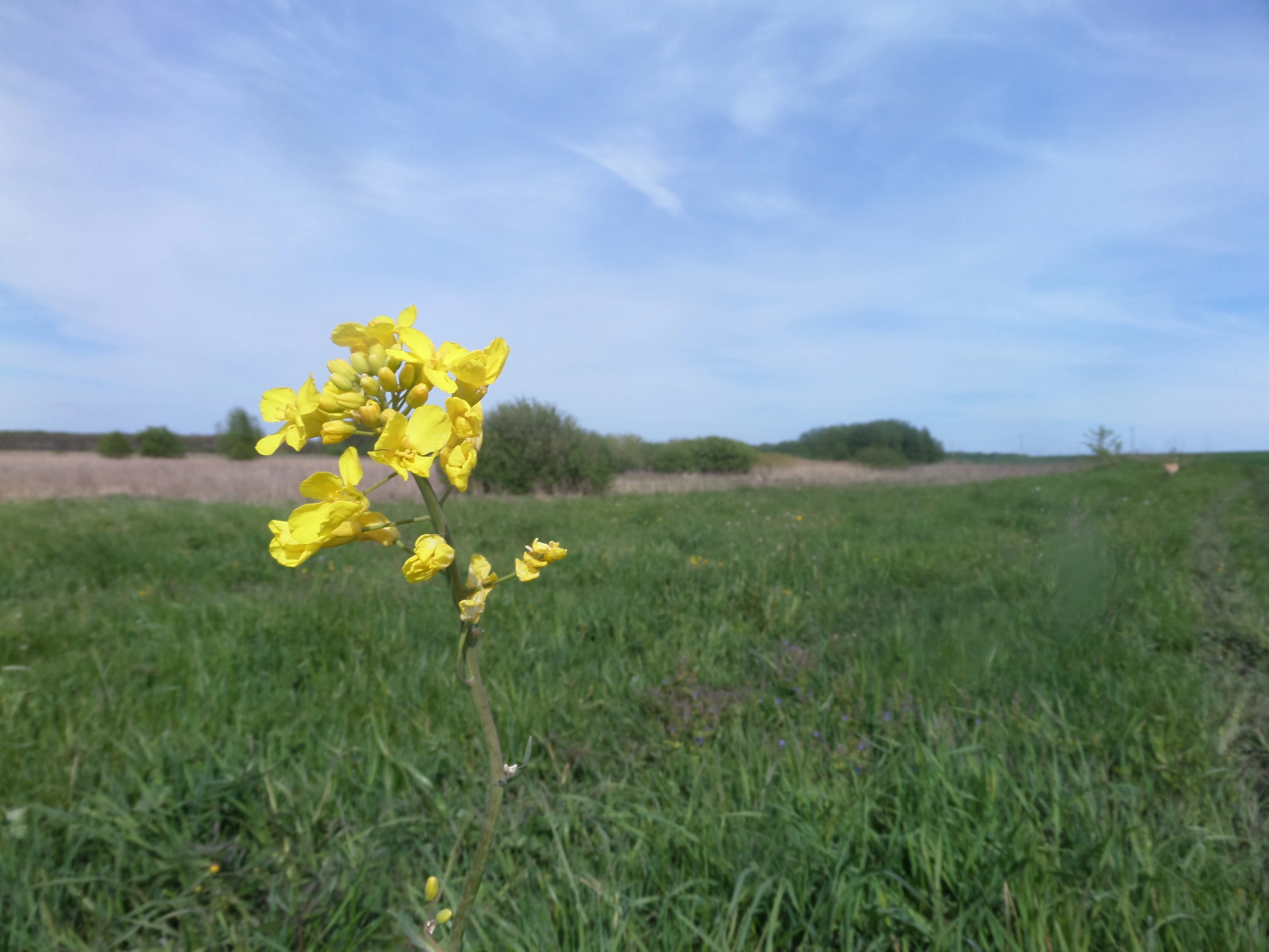 Yellow wildflower in foreground, grassy field and distant trees under partly cloudy sky