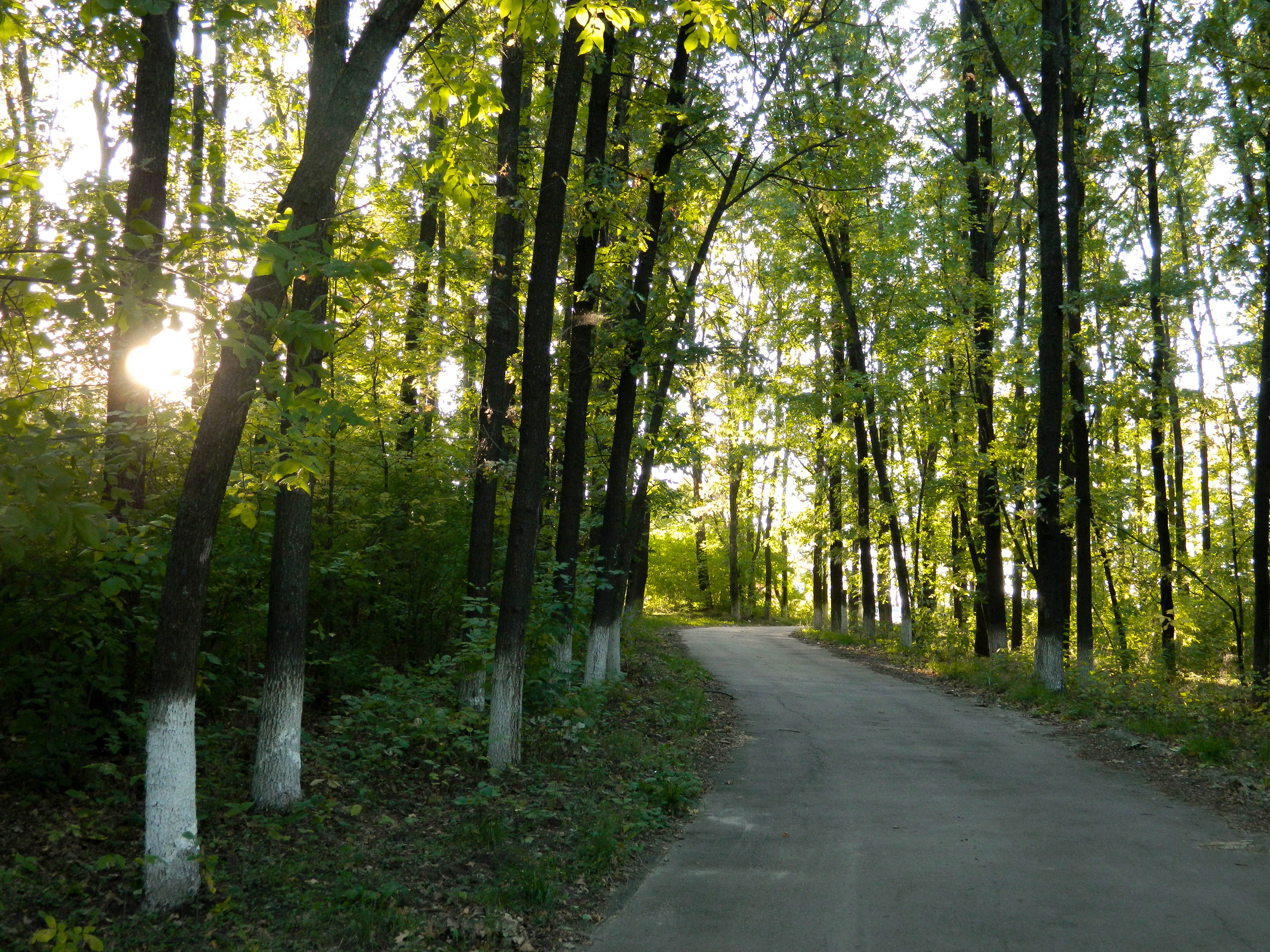Paved road through dense forest with tall trees, sunlight filtering through canopy, and white-painted tree trunks