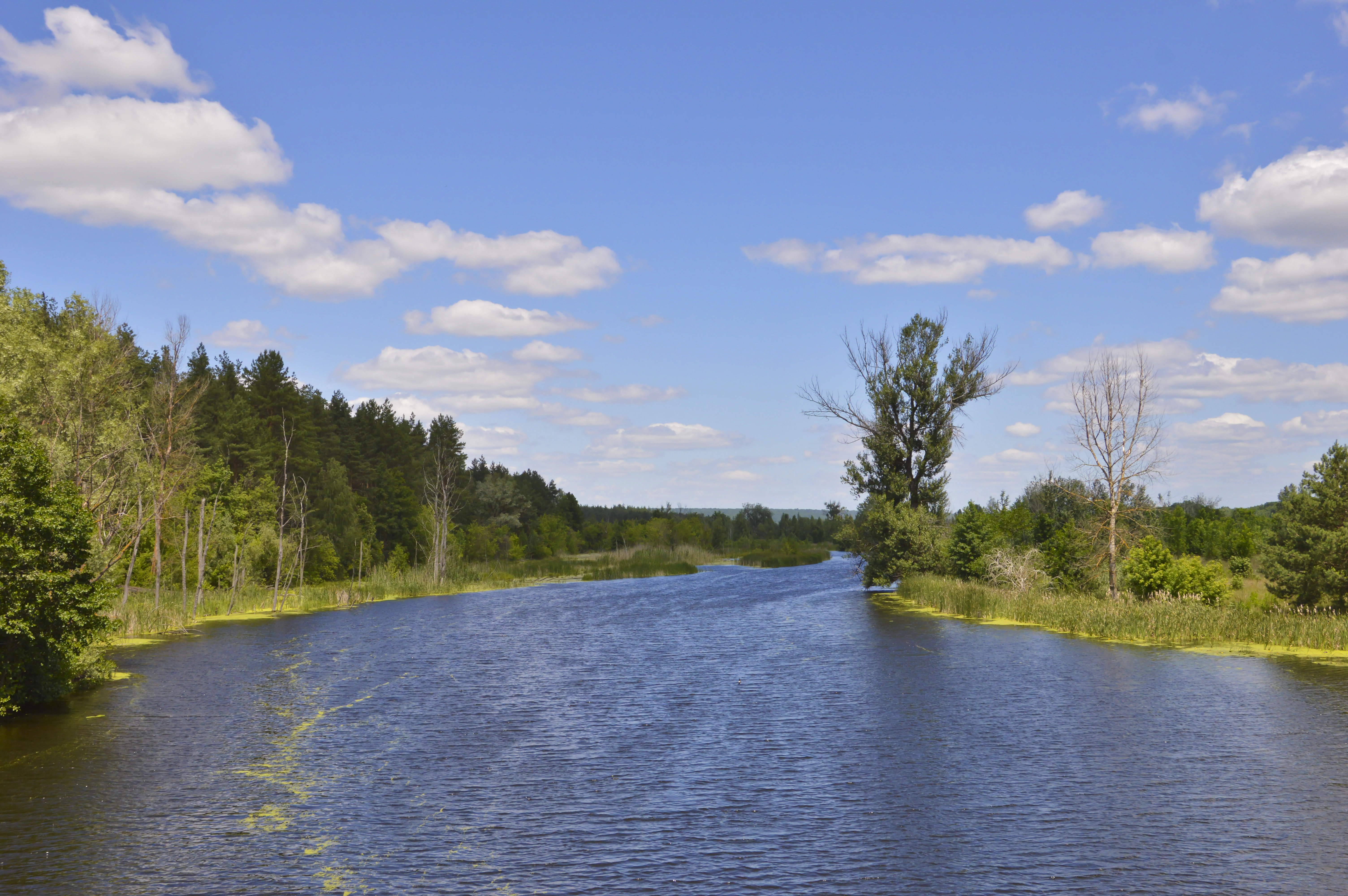 River surrounded by trees under a clear blue sky with scattered clouds