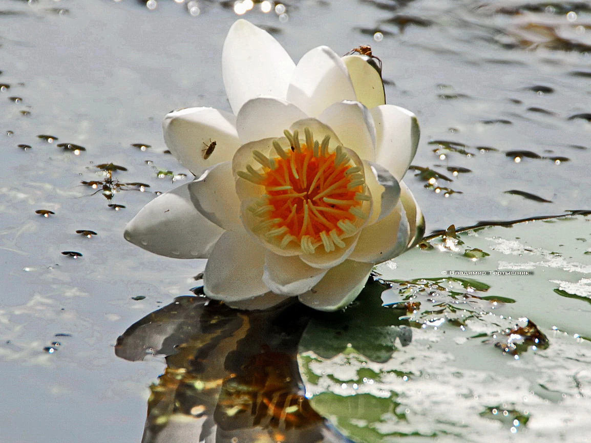 White water lily with orange center floating on calm water with lily pads, Vorskla River
