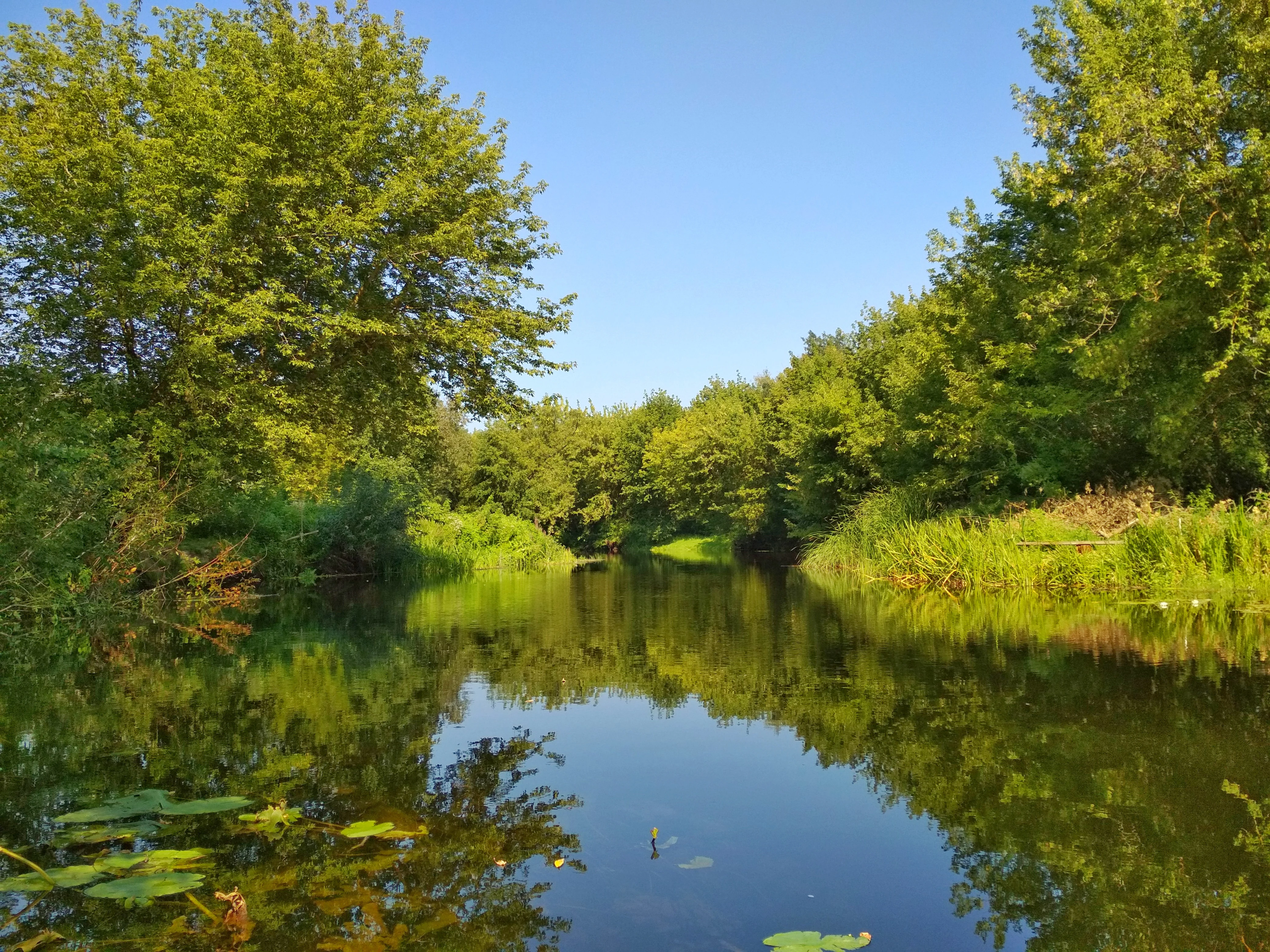 Calm river with reflections of green trees and blue sky, surrounded by dense vegetation