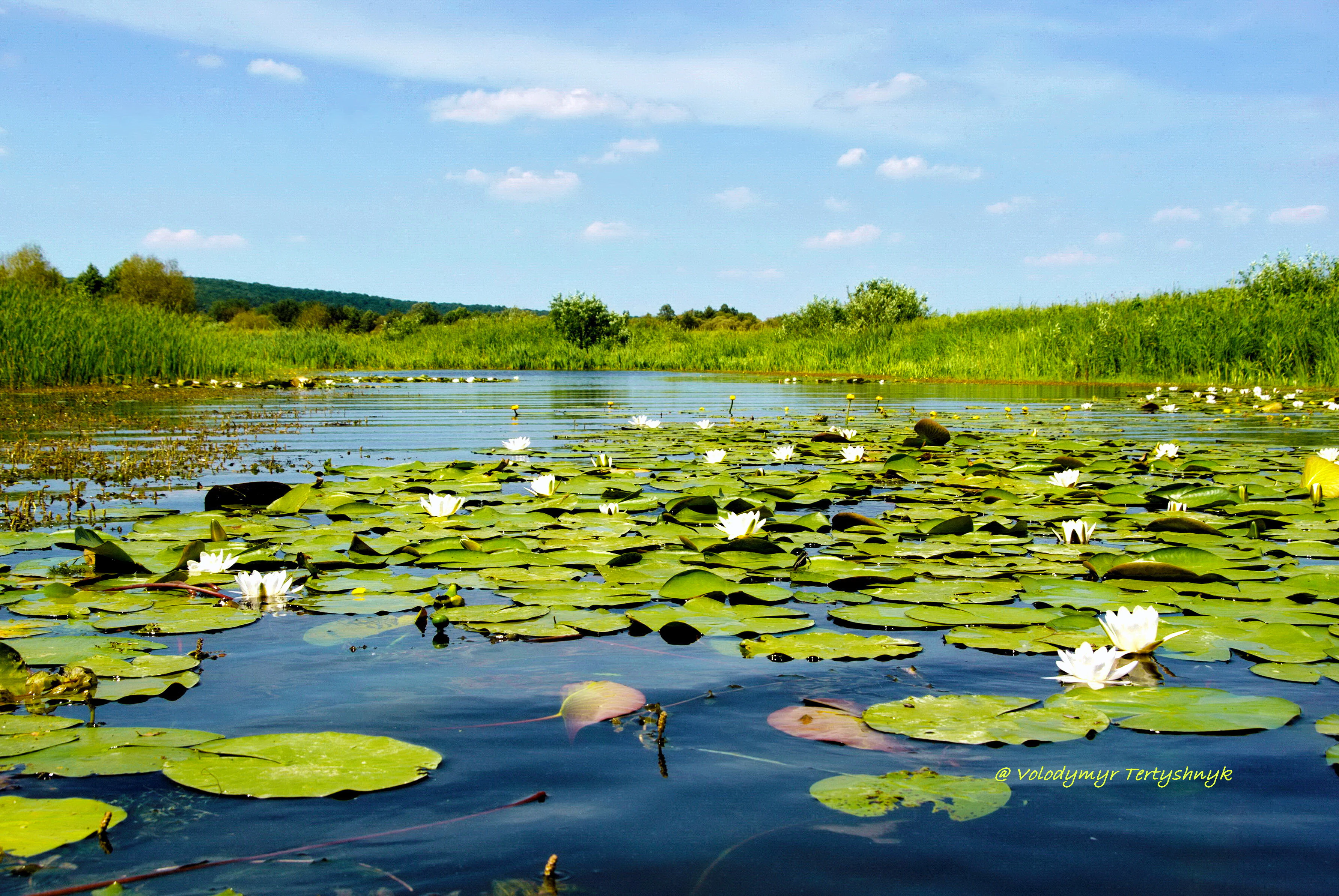 Water lilies with green pads and white flowers floating on the surface of a river, with green vegetation and hills in the background