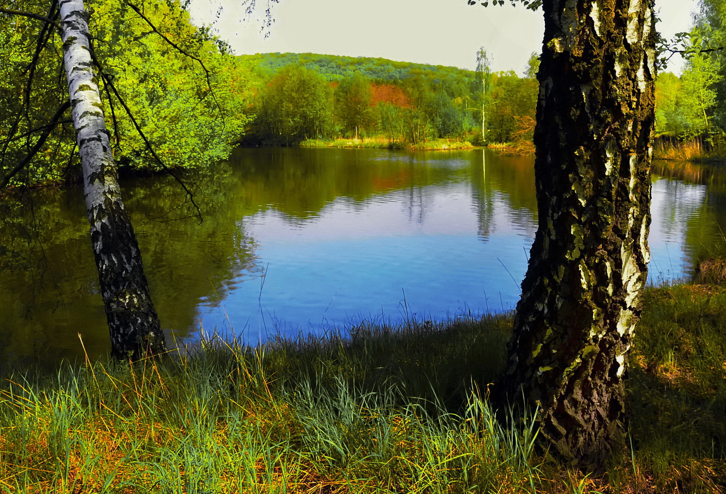 Calm river reflecting trees with birch trees in the foreground and forested hills in the background.