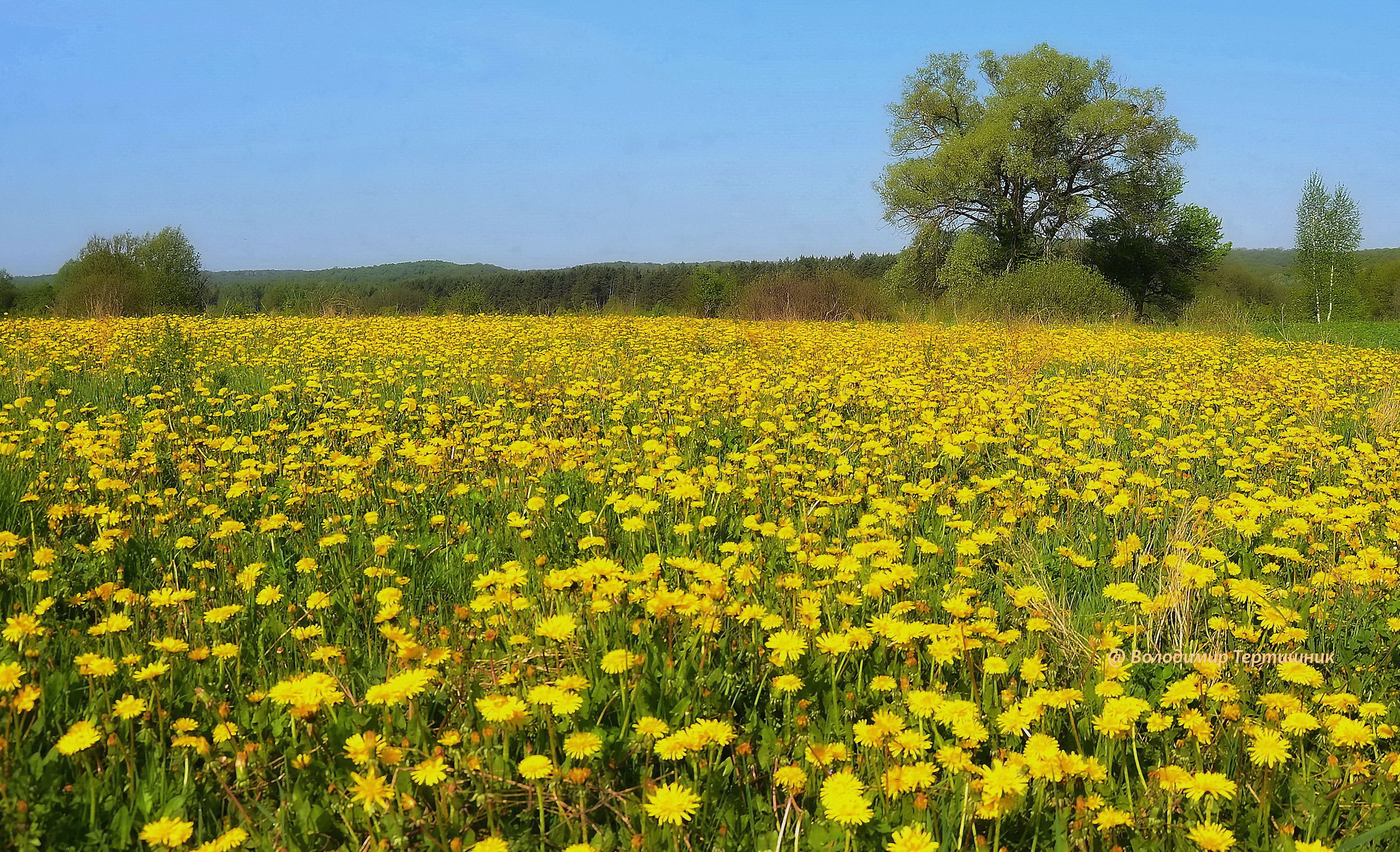 A field of yellow wildflowers under a clear blue sky with a tree in the background