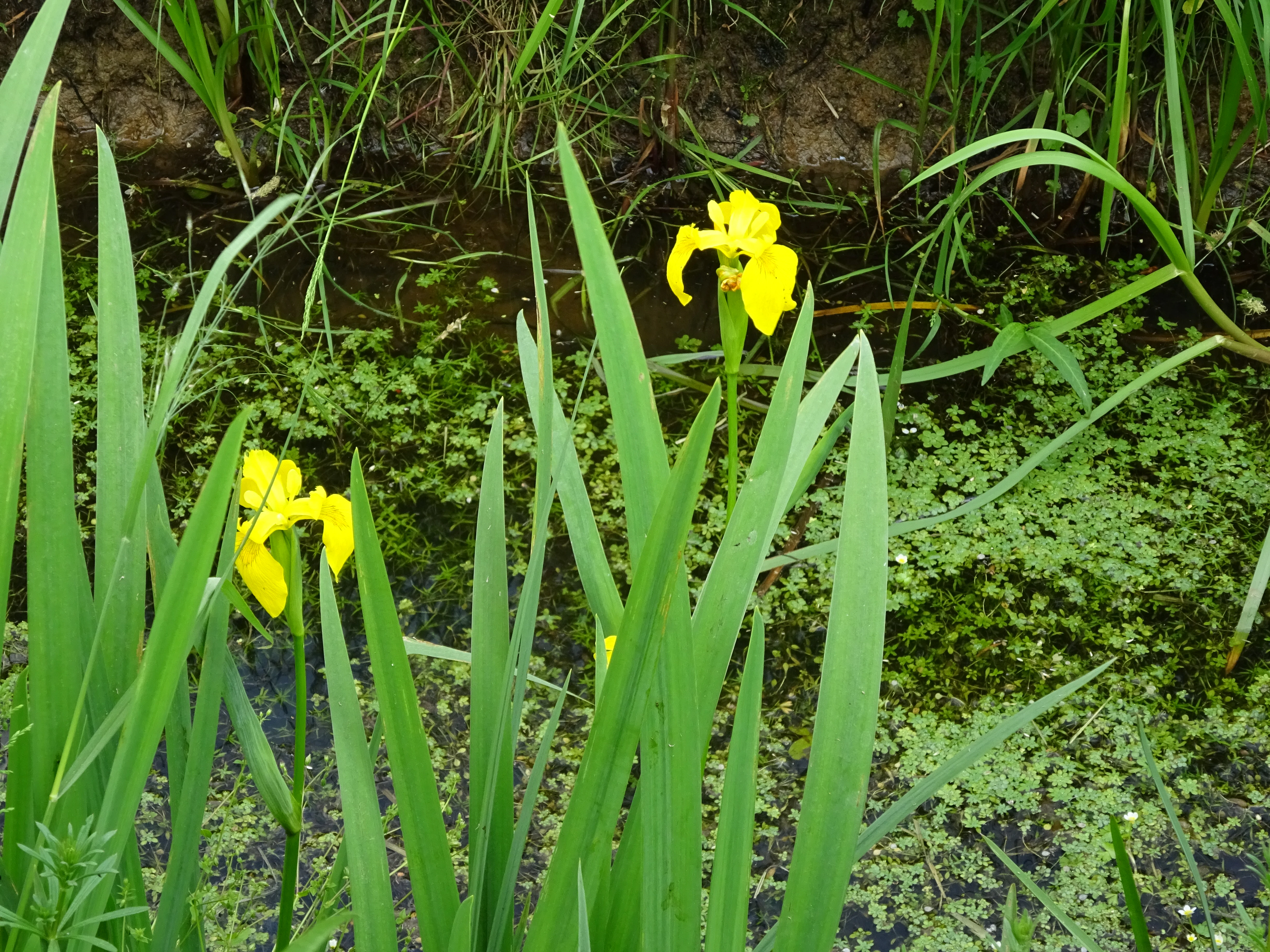 Two bright yellow iris flowers rising above tall, slender green leaves and water covered in floating vegetation.