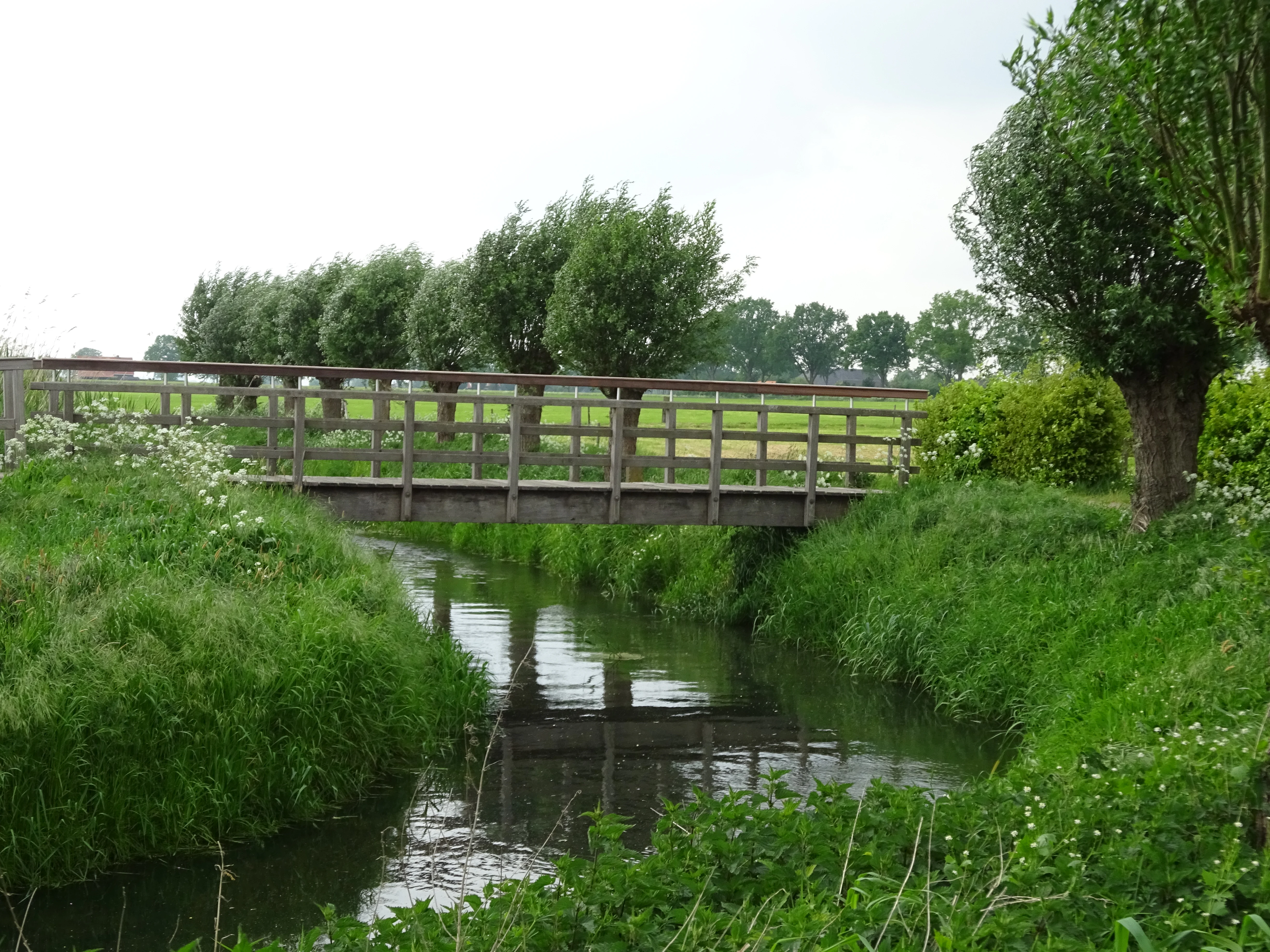 A small wooden bridge crosses a narrow, grassy-banked canal in a lush green landscape with pollard willow trees in the background.