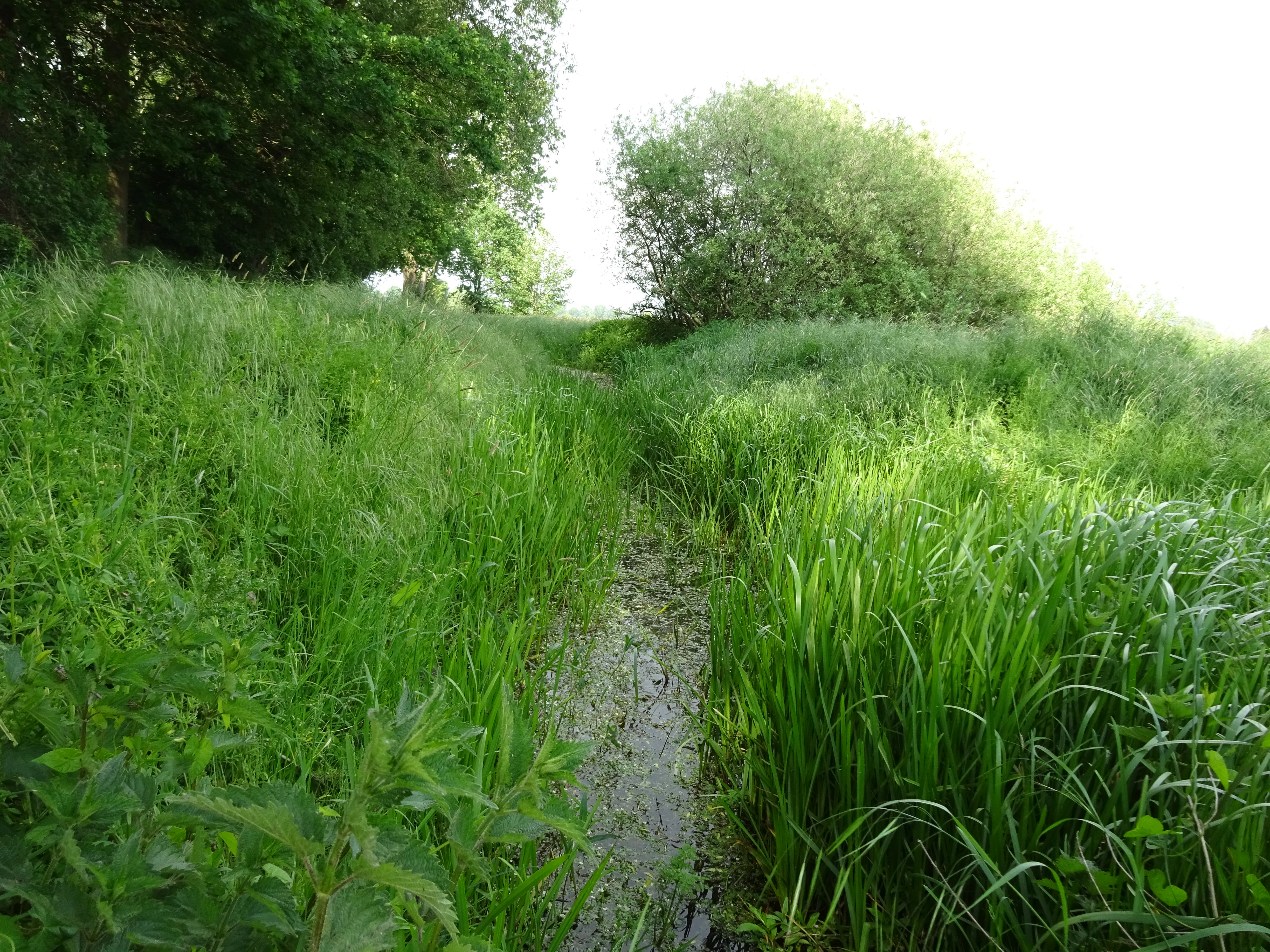 A narrow, muddy path or small stream bed flanked by tall, vibrant green grasses and reeds, with dense trees in the background under bright, diffuse light.