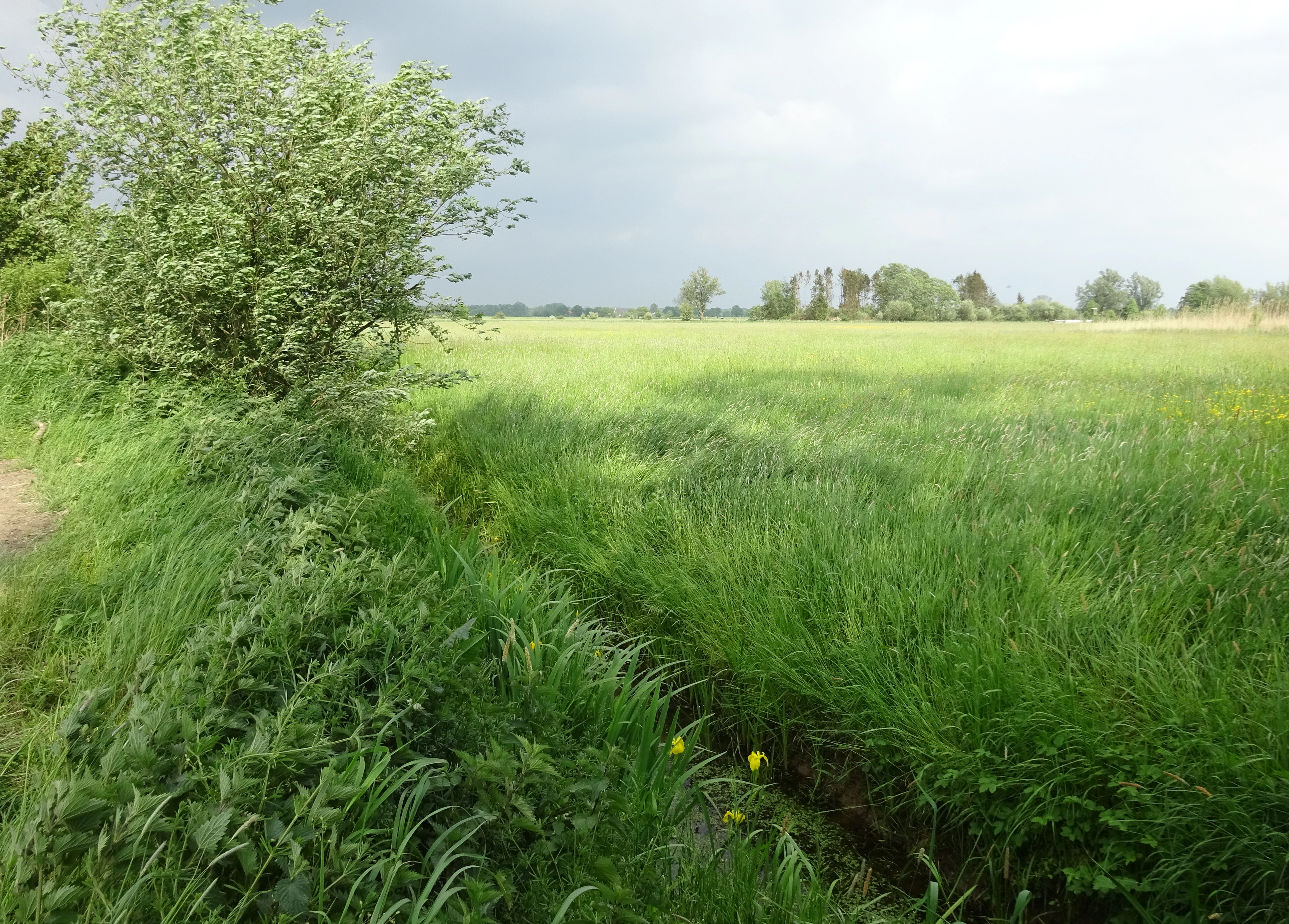 A wide shot of a flat, green meadow in the Hetter-Millinger Bruch nature reserve, featuring a narrow ditch in the foreground and trees in the distance under a cloudy sky.