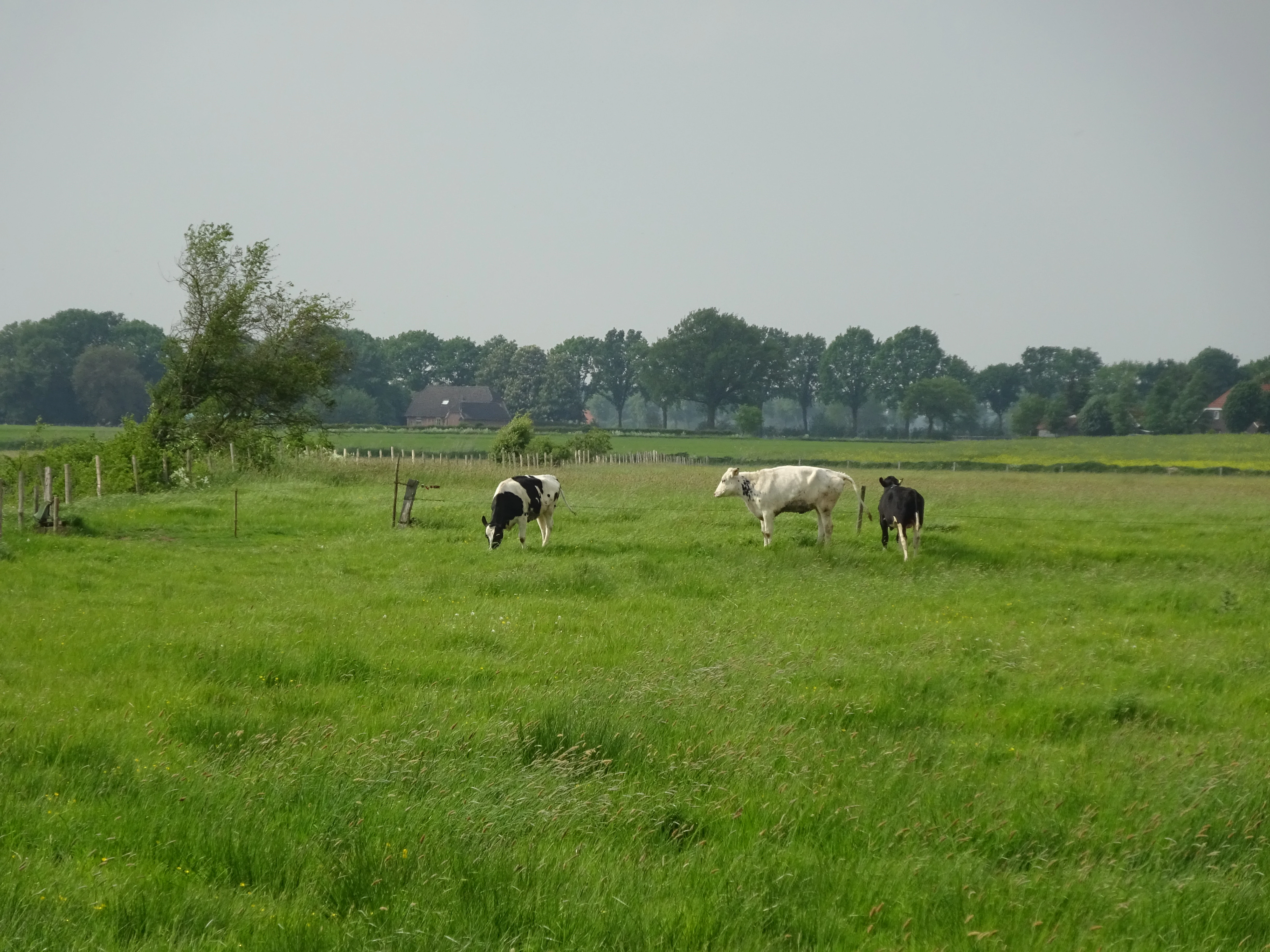 A wide, flat green pasture with three cows grazing in the foreground, and a line of distant trees under a hazy sky.