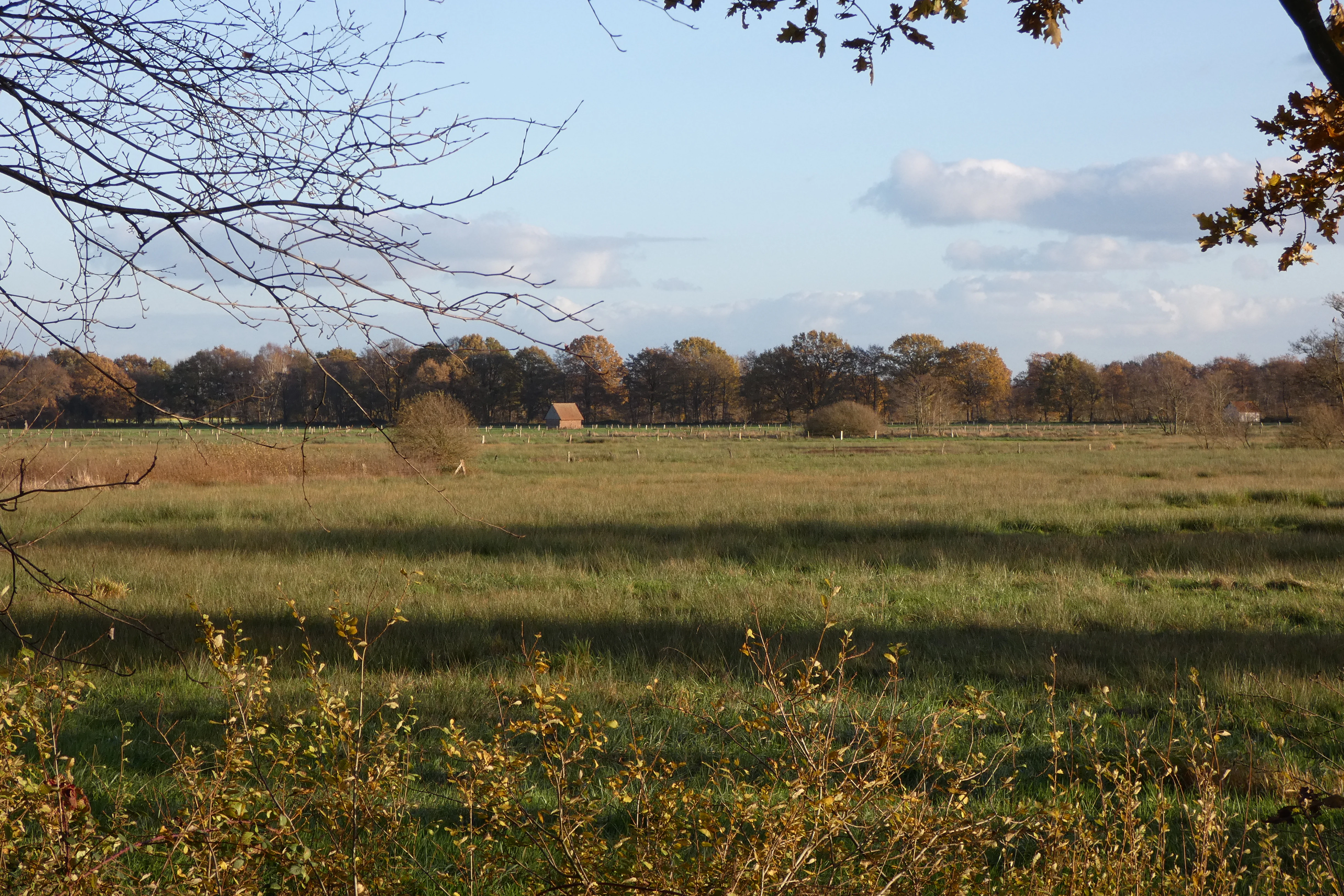 A wide landscape view of an open meadow in autumn, framed by tree branches in the foreground, with a treeline and a small structure visible in the distance.