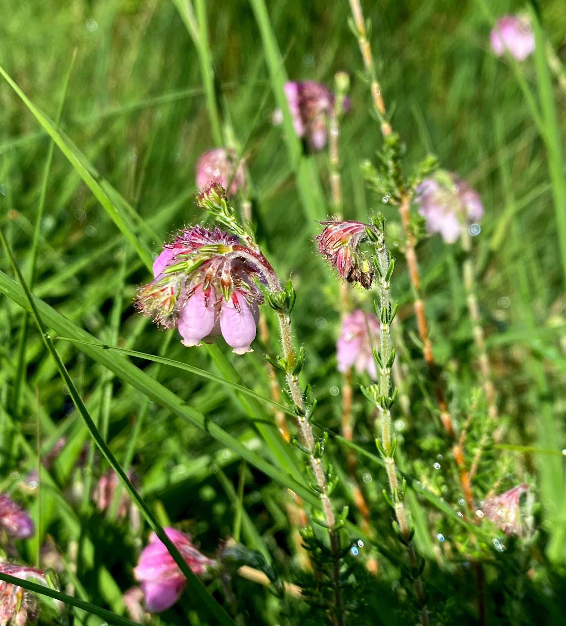 Close-up of pink, bell-shaped flowers of cross-leaved heath surrounded by green grass.