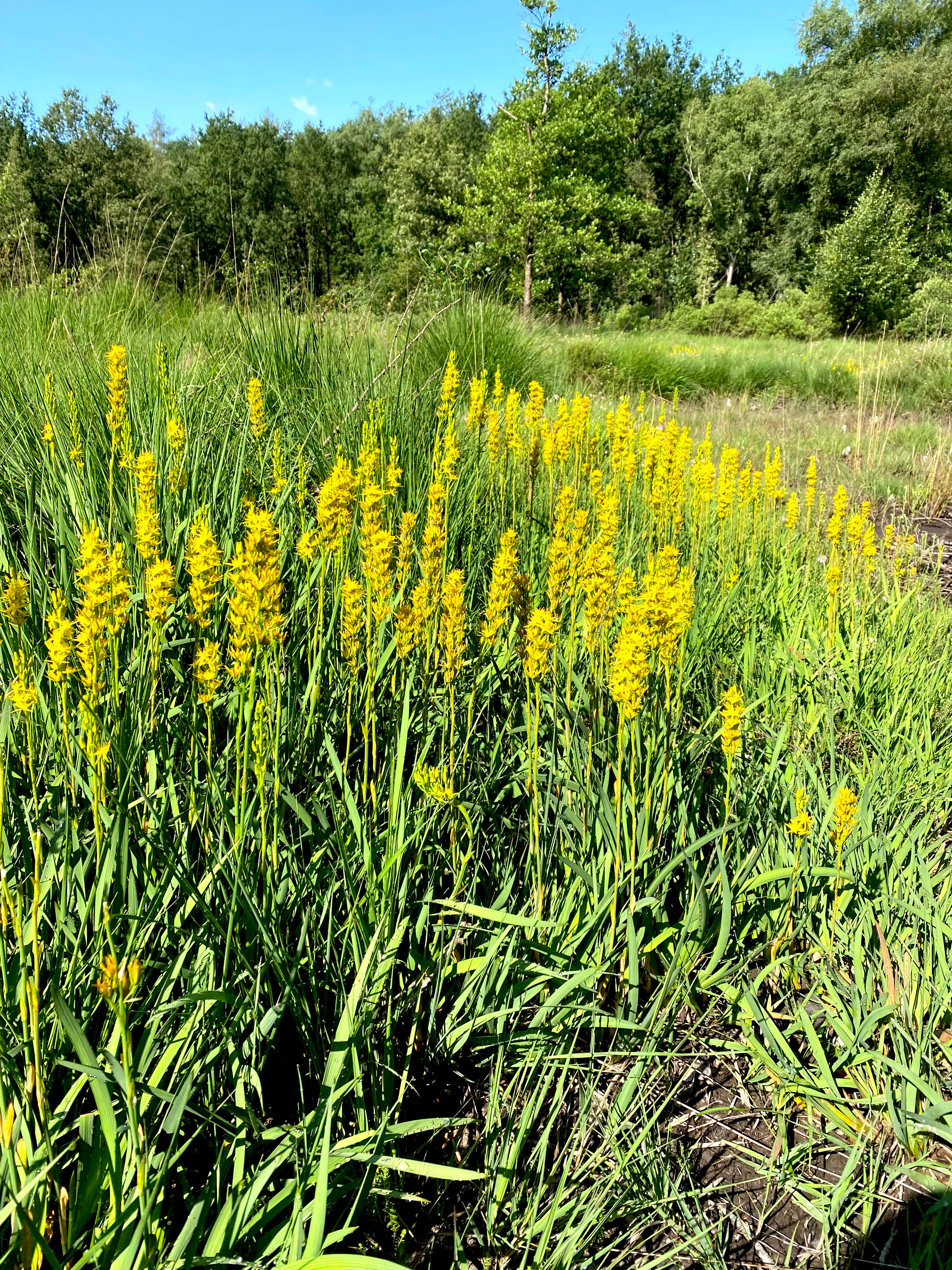 A close-up view of a large cluster of yellow bog asphodel flowers blooming in a grassy, wetland area with a forest edge in the background.