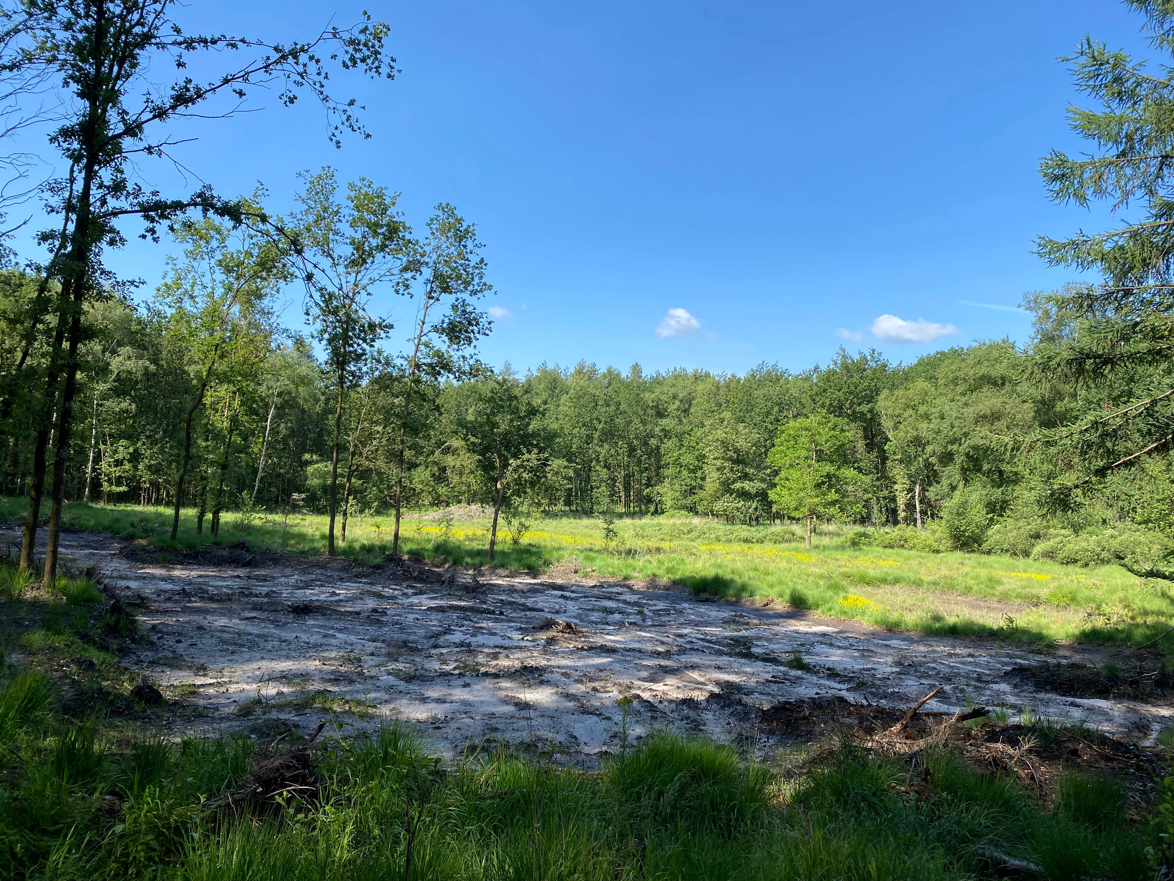 A sunny outdoor scene showing a clearing in a forest with a patch of exposed, light-colored soil in the foreground transitioning into grassy meadow and dense trees.