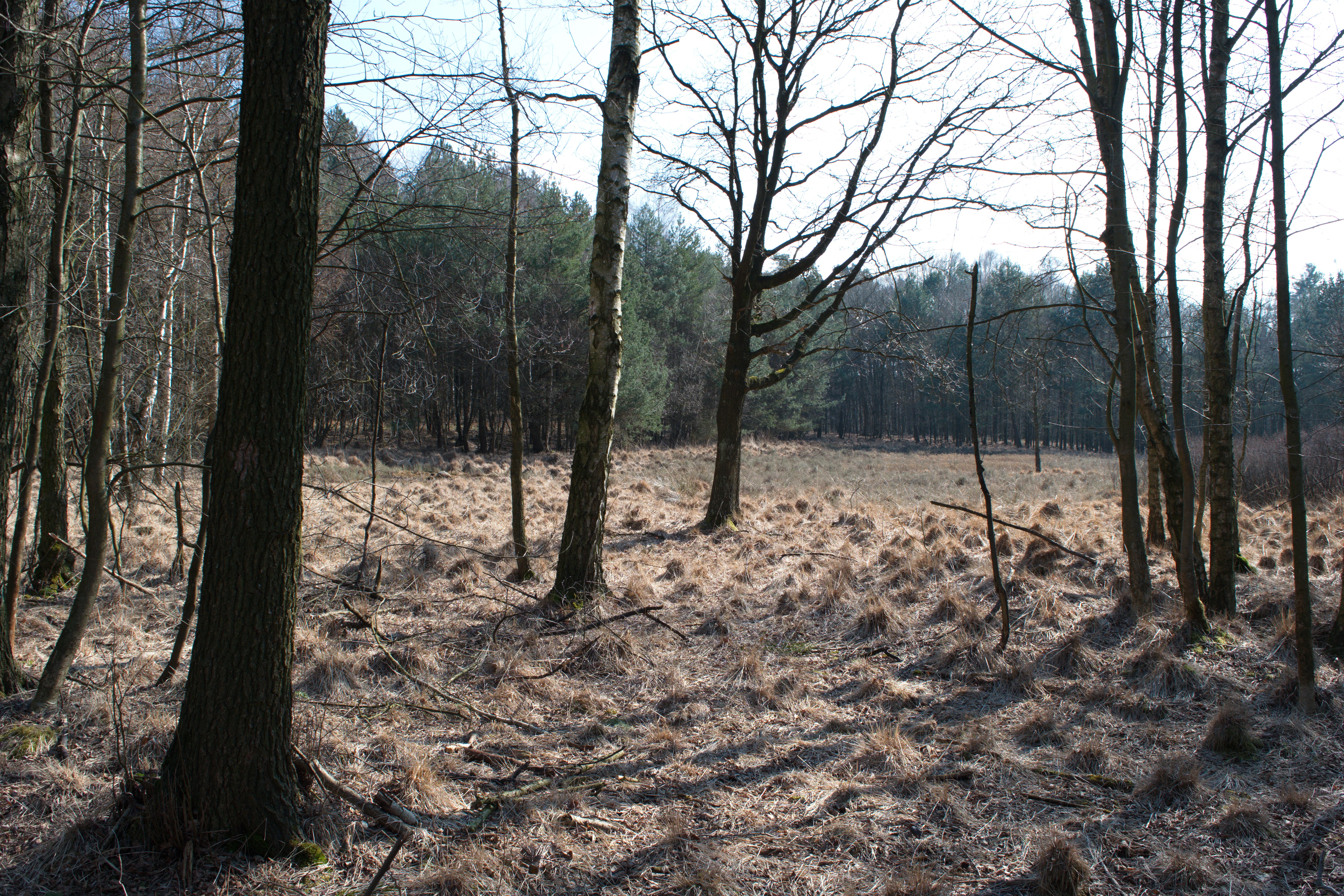 A sparsely wooded area with bare trees and dry, tussocky heathland grasses under a bright sky.