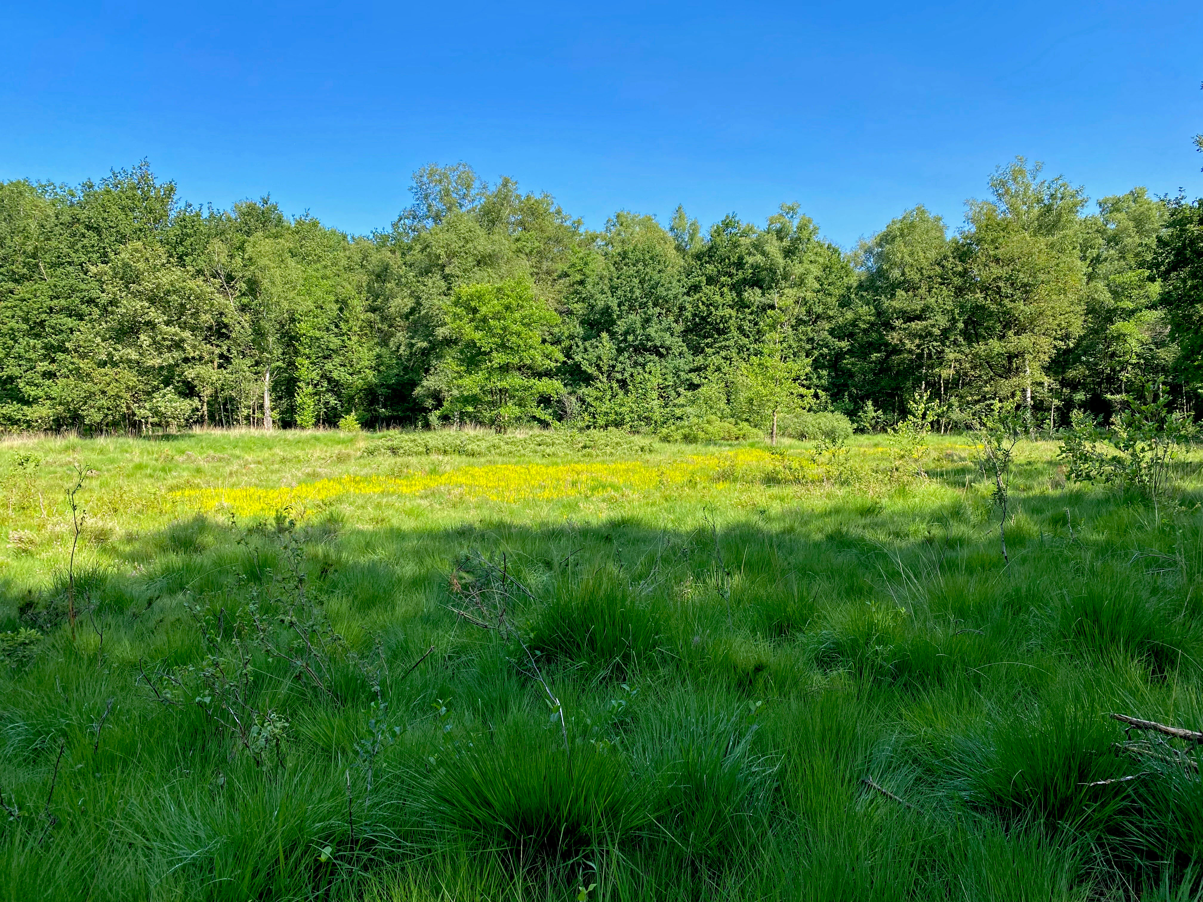 A bright green meadow filled with yellow bog asphodel flowers under a clear blue sky, with a dense forest line in the background.