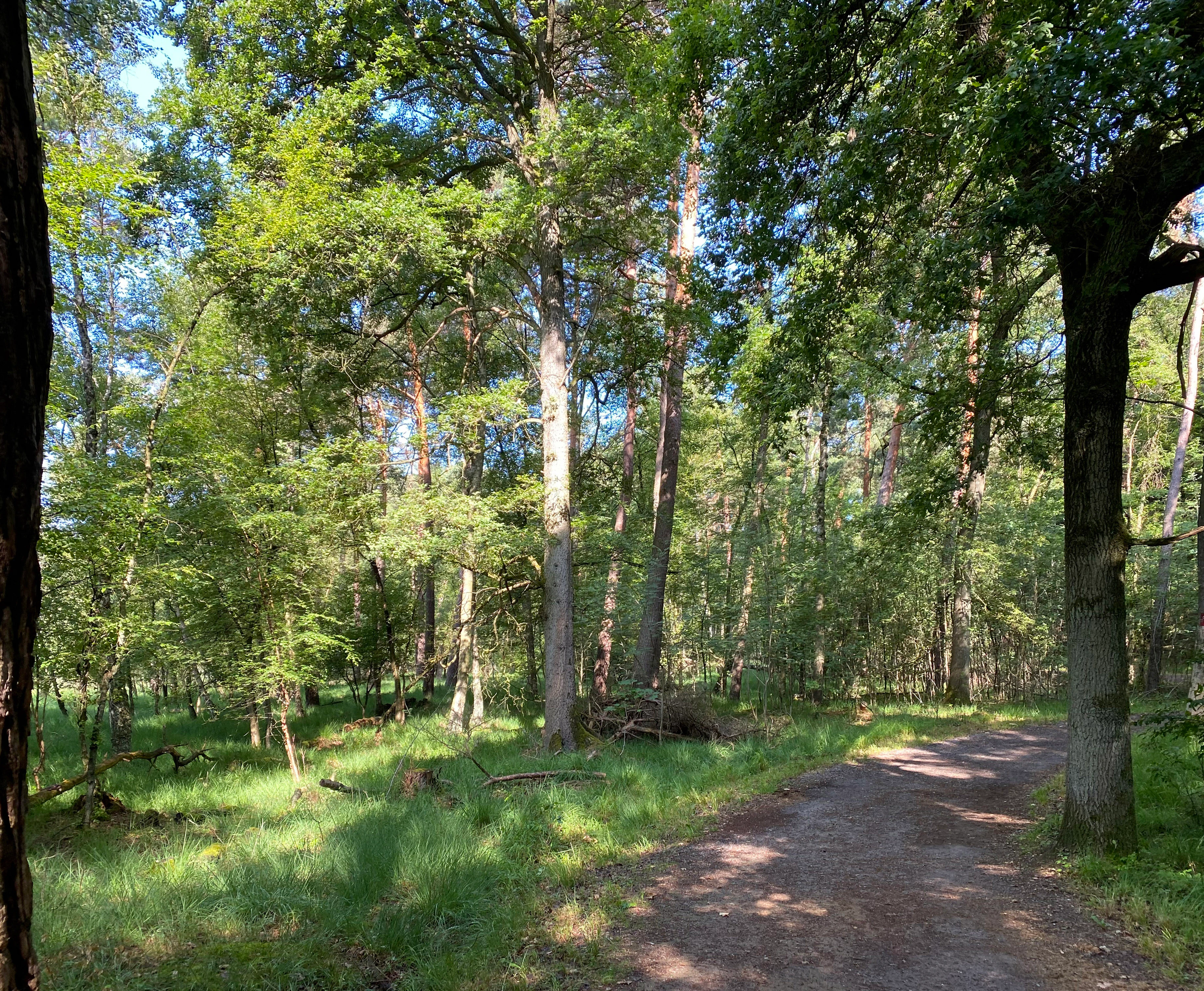 A narrow dirt trail curves through a forest with tall deciduous and coniferous trees, with patches of grass and dappled sunlight on the ground.