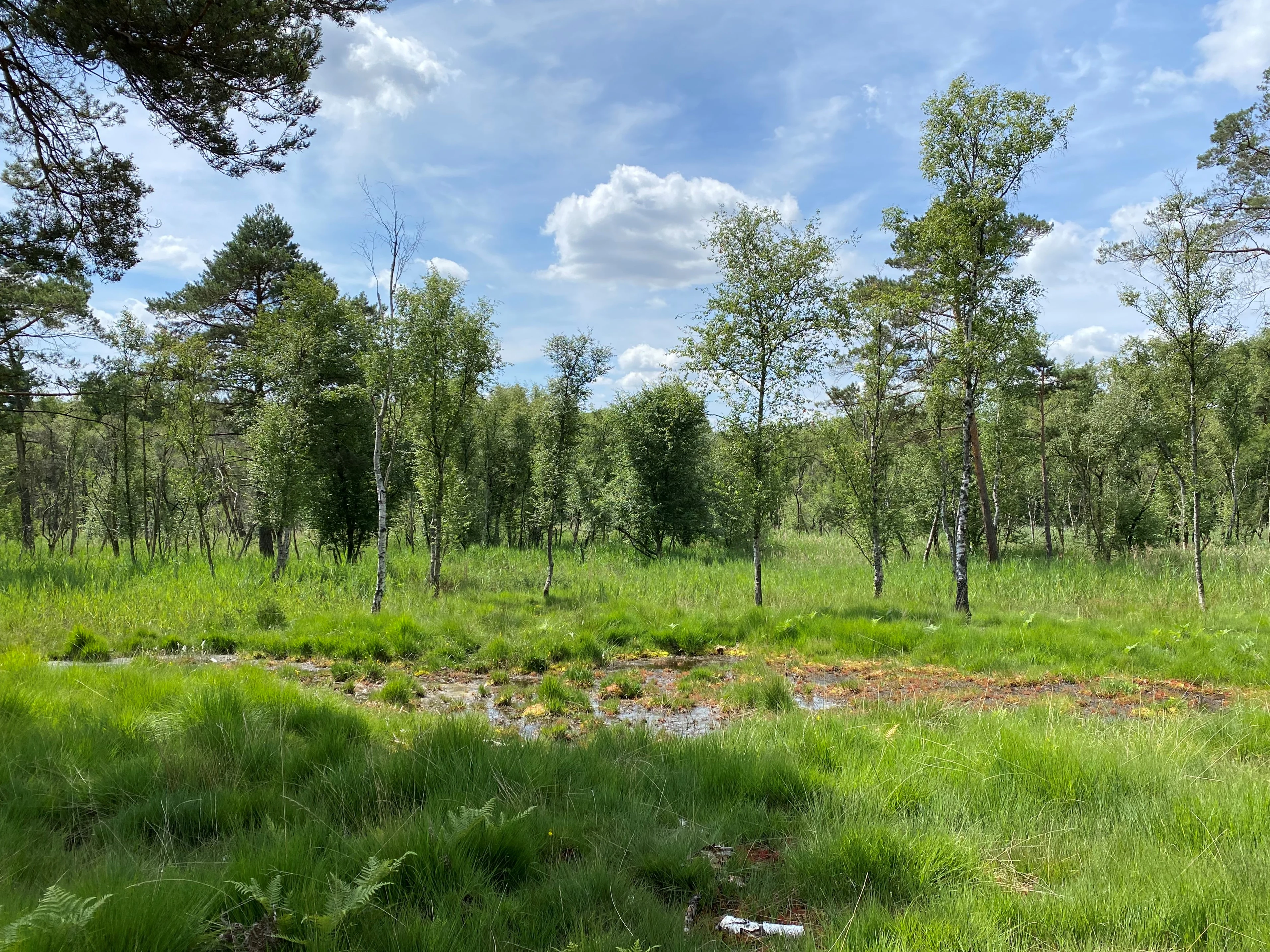 A green moorland landscape with scattered birch and pine trees, marshy ground with puddles in the foreground, and a blue sky with white clouds above