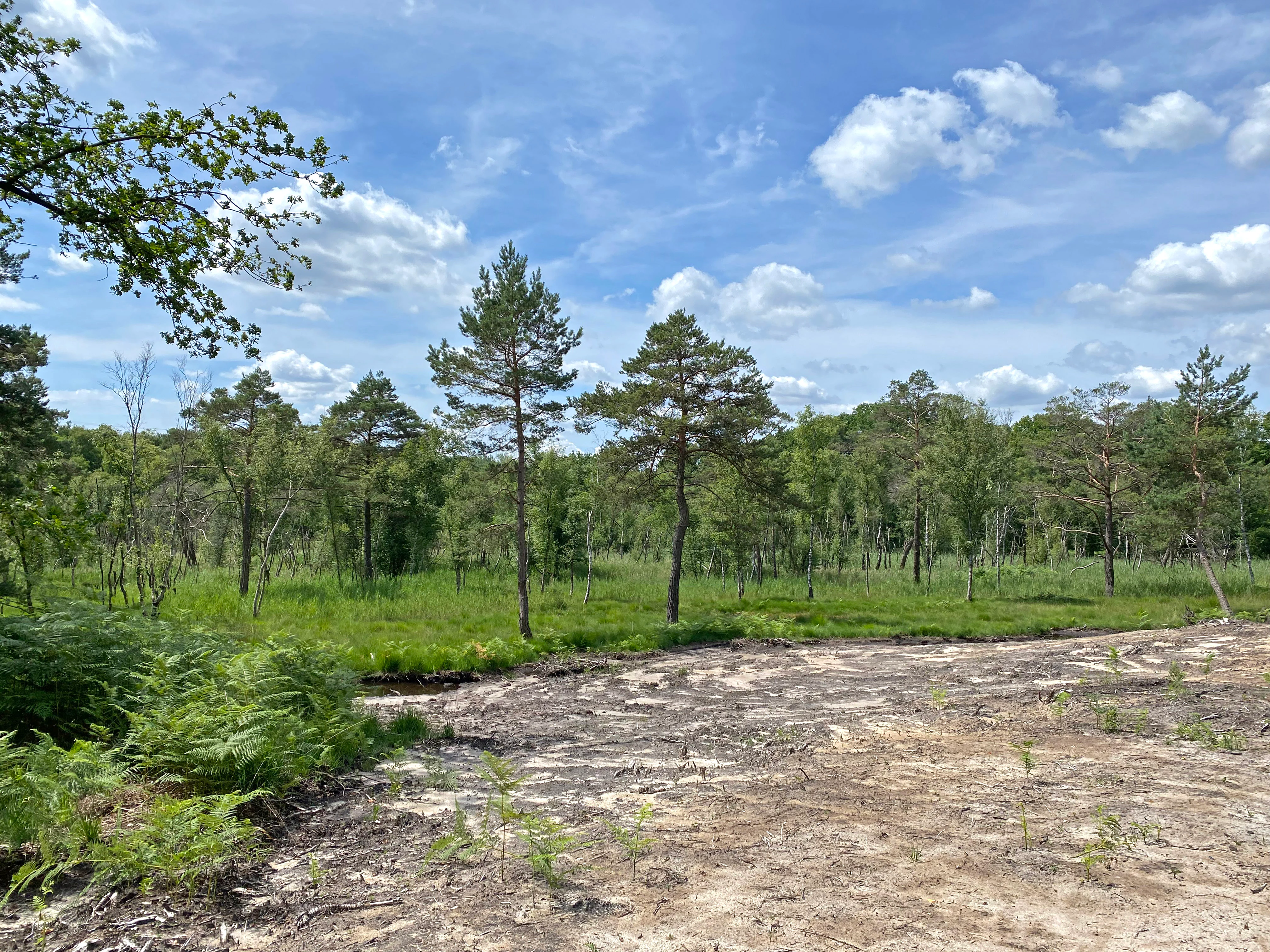 A cleared sandy area with sparse vegetation in the foreground, leading to a green meadow and a forest of pine and birch trees under a blue sky with scattered clouds.