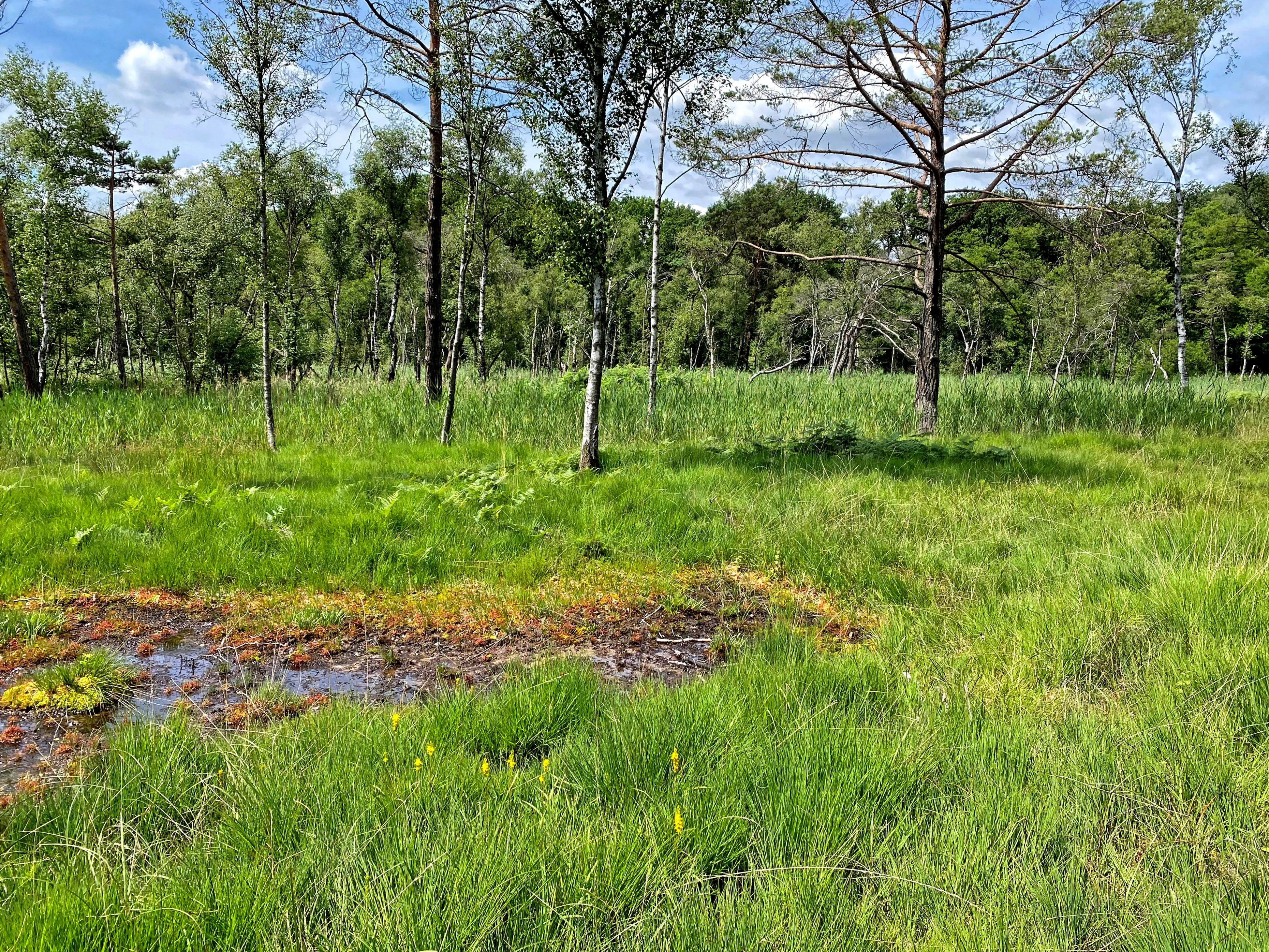 A grassy bog landscape with a small pool of water and reddish-brown bog vegetation in the foreground, surrounded by green grass and scattered birch and pine trees under a partly cloudy blue sky.
