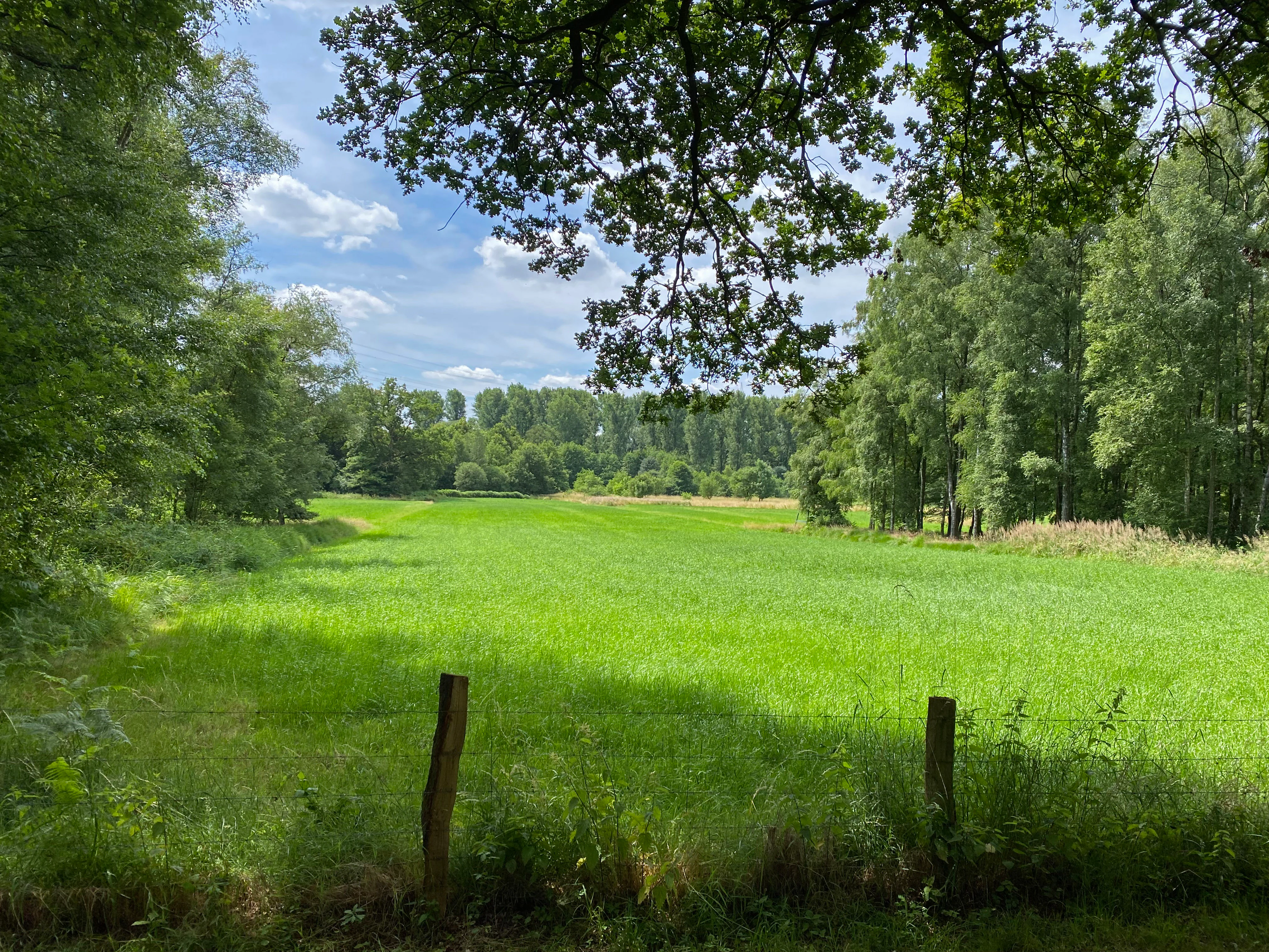 A wide green meadow bordered by dense trees under a blue sky with scattered clouds, with two wooden fence posts in the foreground.