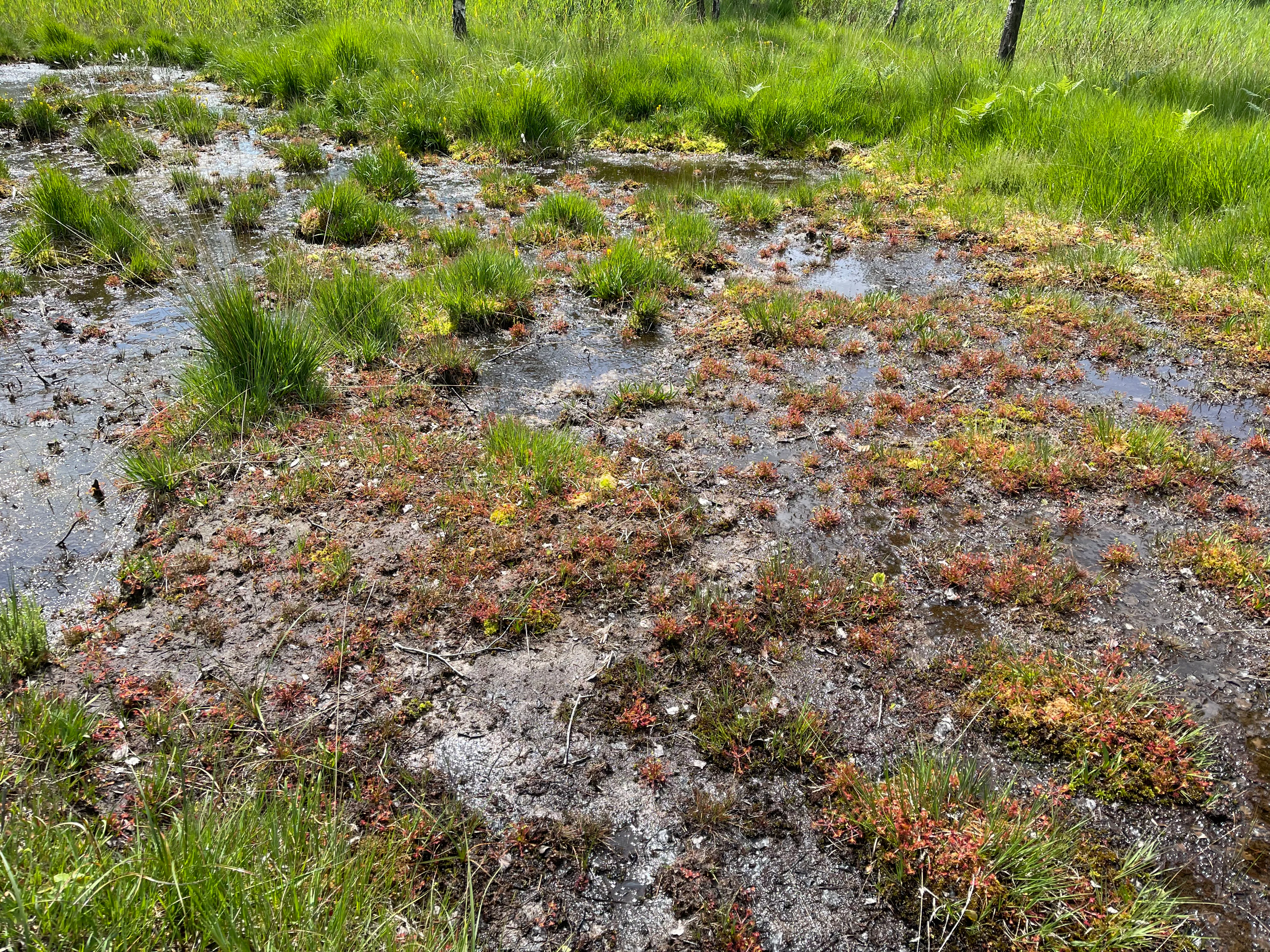 Ground-level view of a wet moorland area showing reddish-brown sundew plants scattered across muddy peat soil with patches of green grass and small pools of standing water