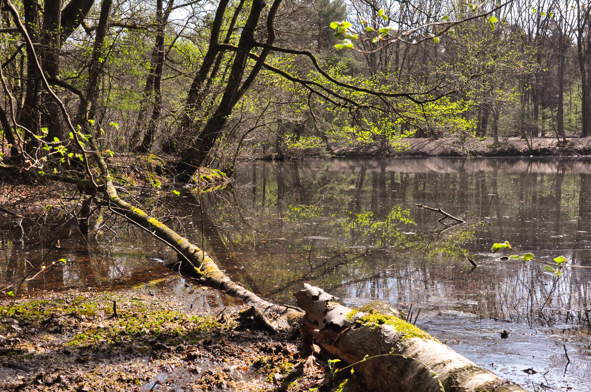 A swamp forest scene featuring a calm body of water reflecting bare and leafing trees, with a moss-covered fallen log in the foreground.