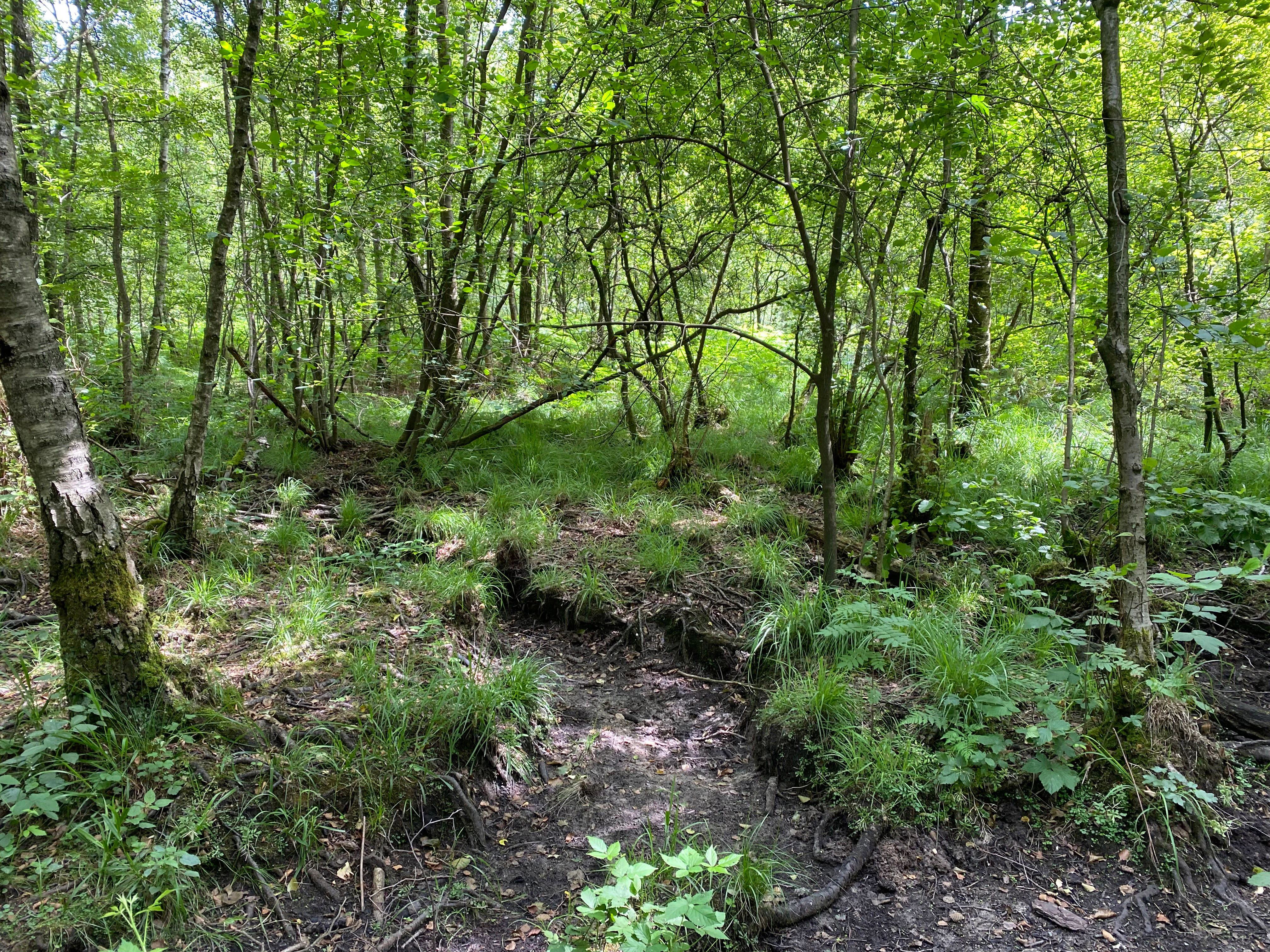 A view looking down a muddy path through a dense forest with green trees and undergrowth.