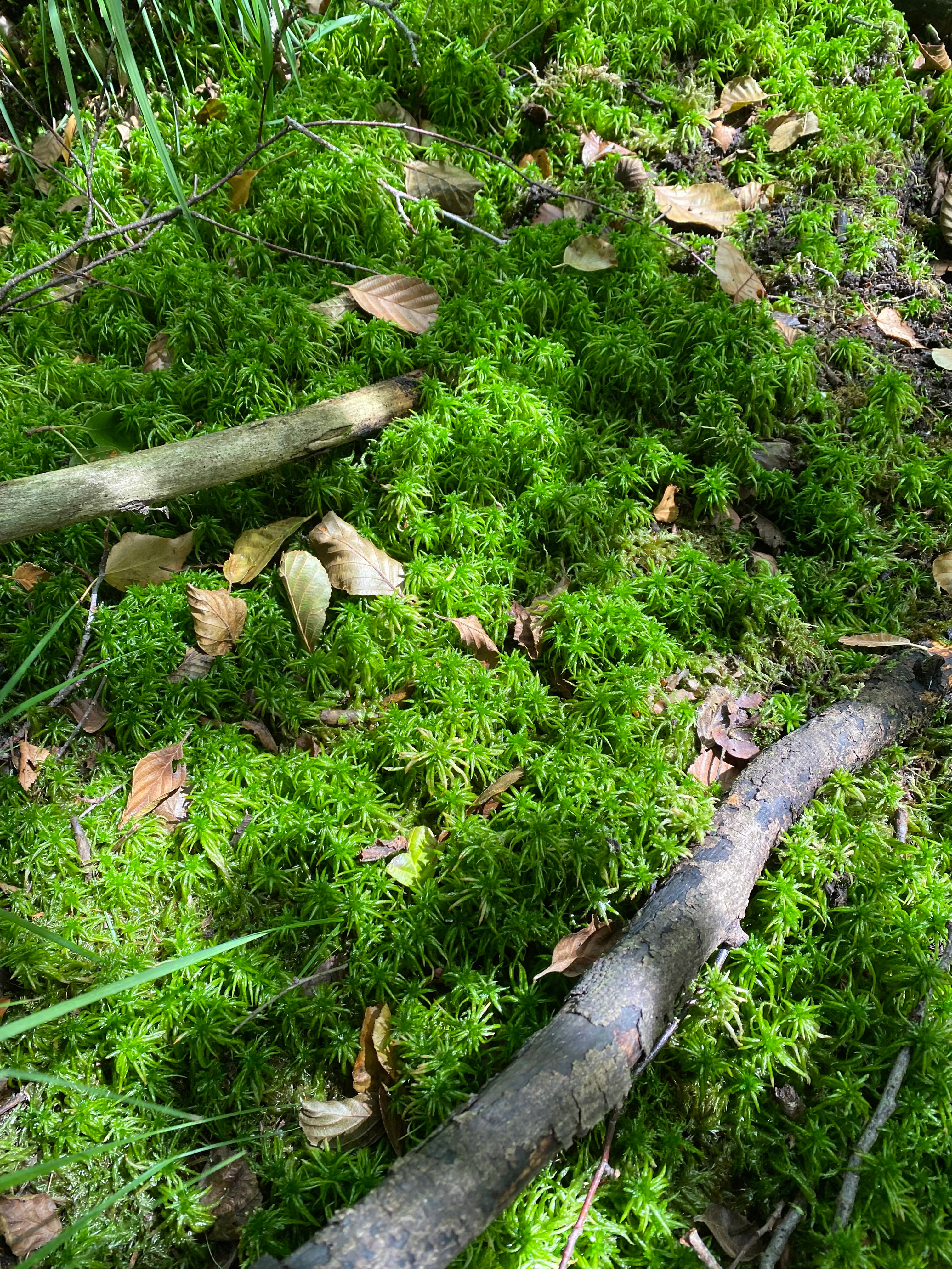 Close-up view of bright green peat moss covering a forest floor, with scattered brown fallen leaves and two fallen branches resting on the moss.