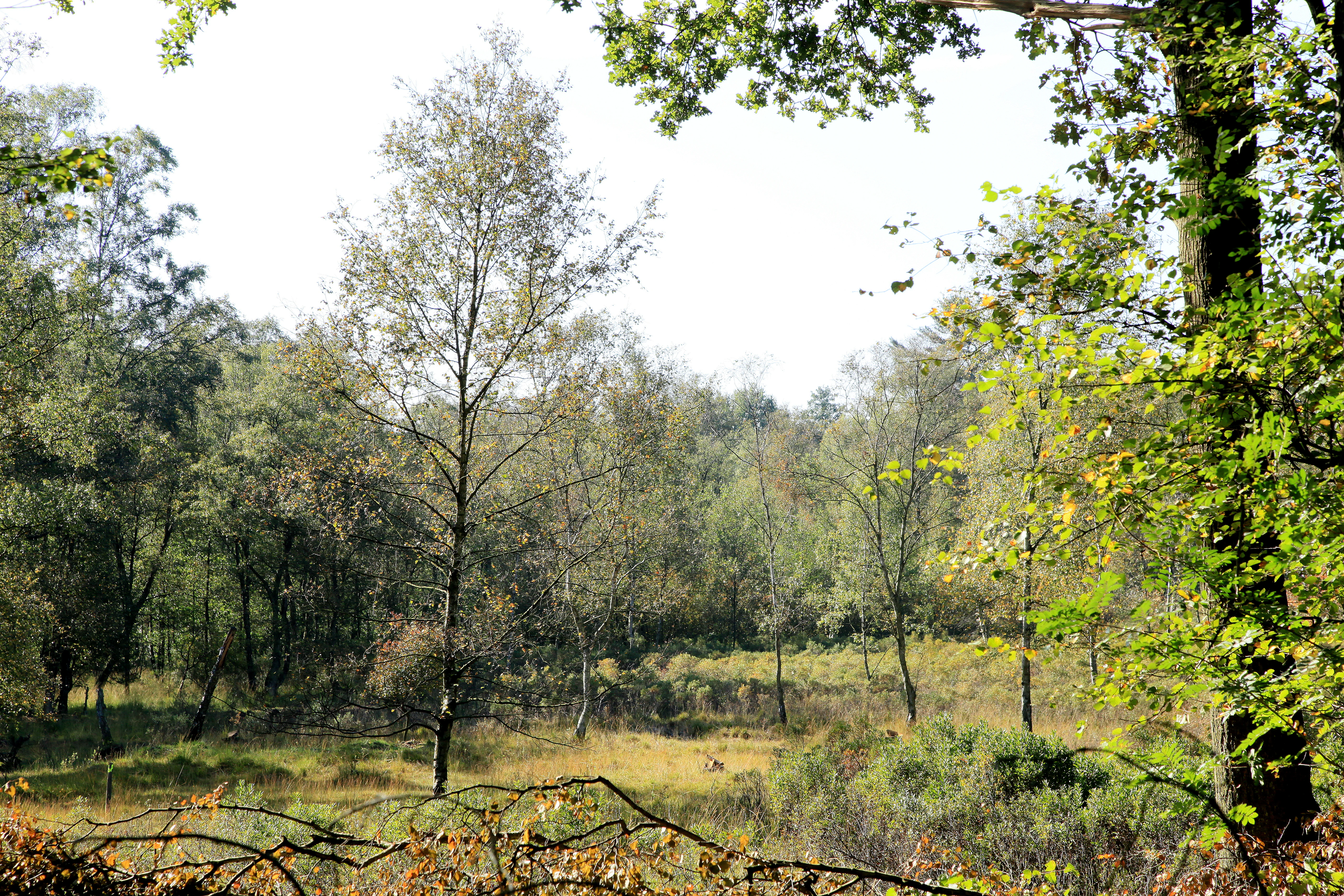 A landscape view of a woodland area with scattered trees, green and yellow grassy ground, and fallen branches in the foreground under a bright sky.
