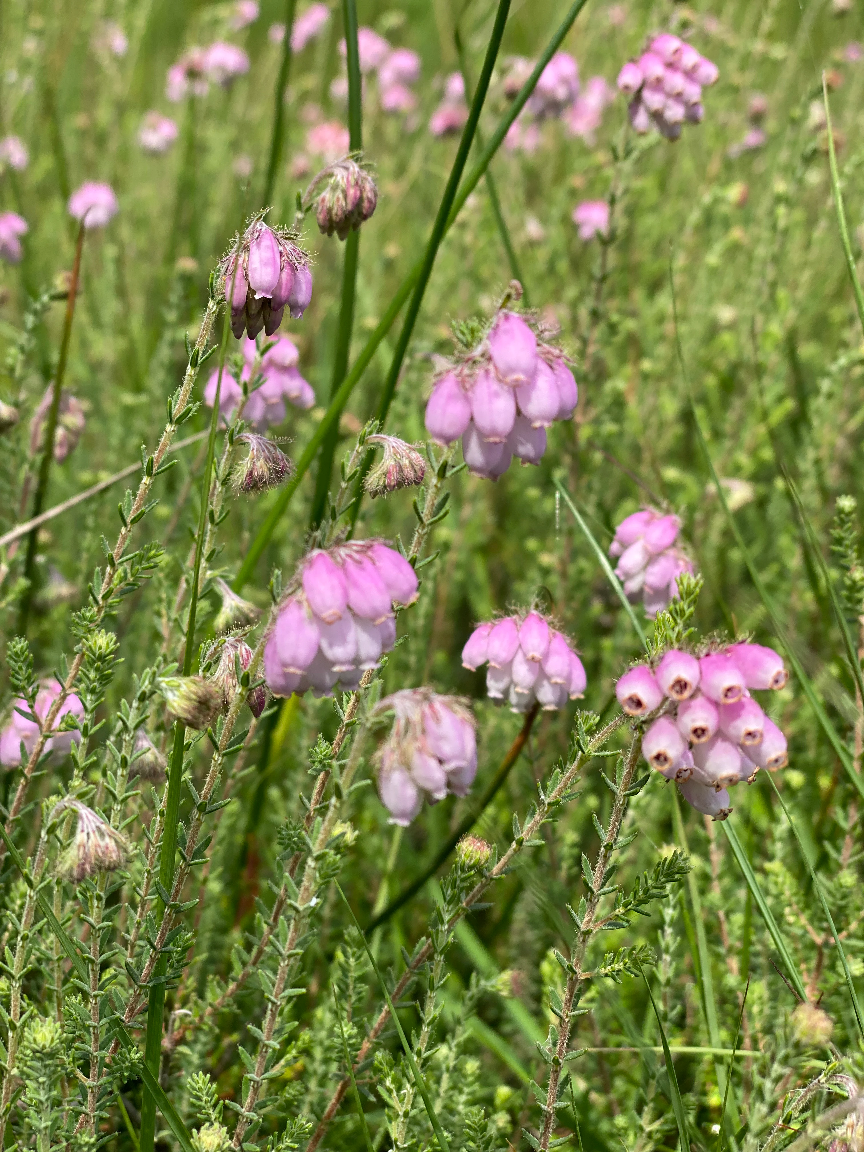 Close-up view of pink bell-shaped cross-leaved heath flowers growing among green grass and heath vegetation