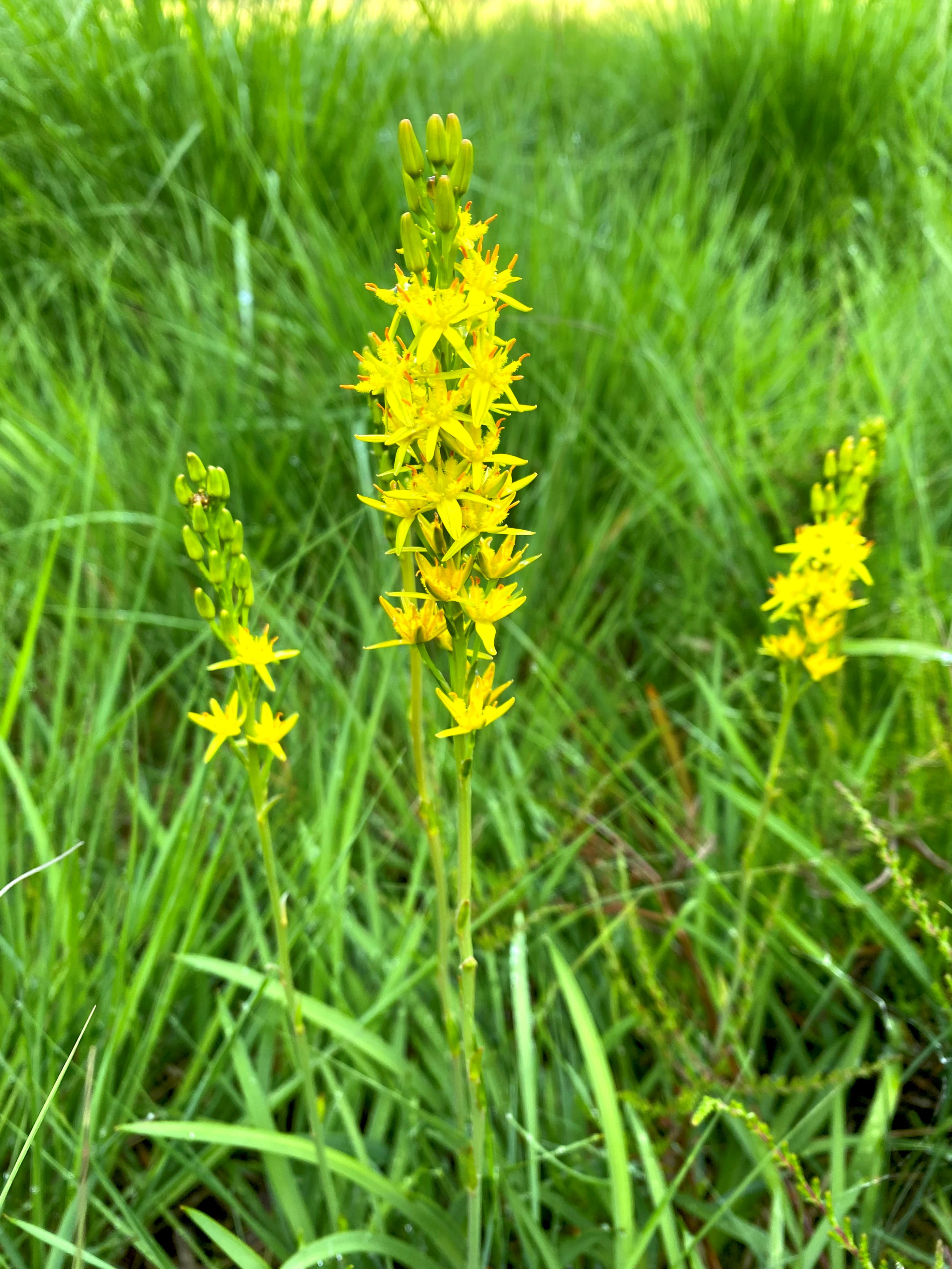 Close-up of yellow Bog Asphodel flowers on green stems surrounded by tall green grass.