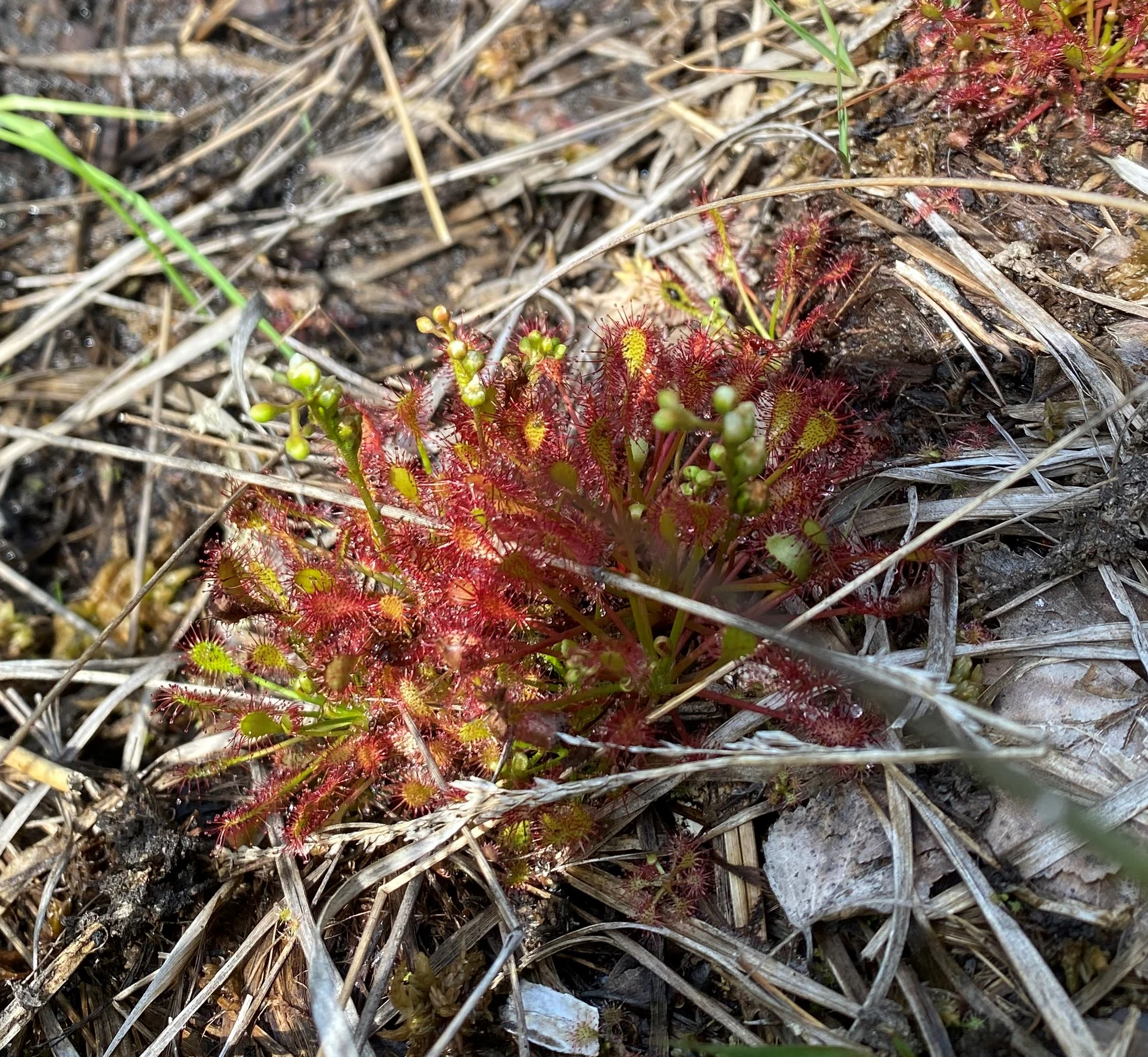 Close-up photograph of a small red and green carnivorous sundew plant with sticky tentacle-like leaves, growing among dry grass and moss on boggy ground