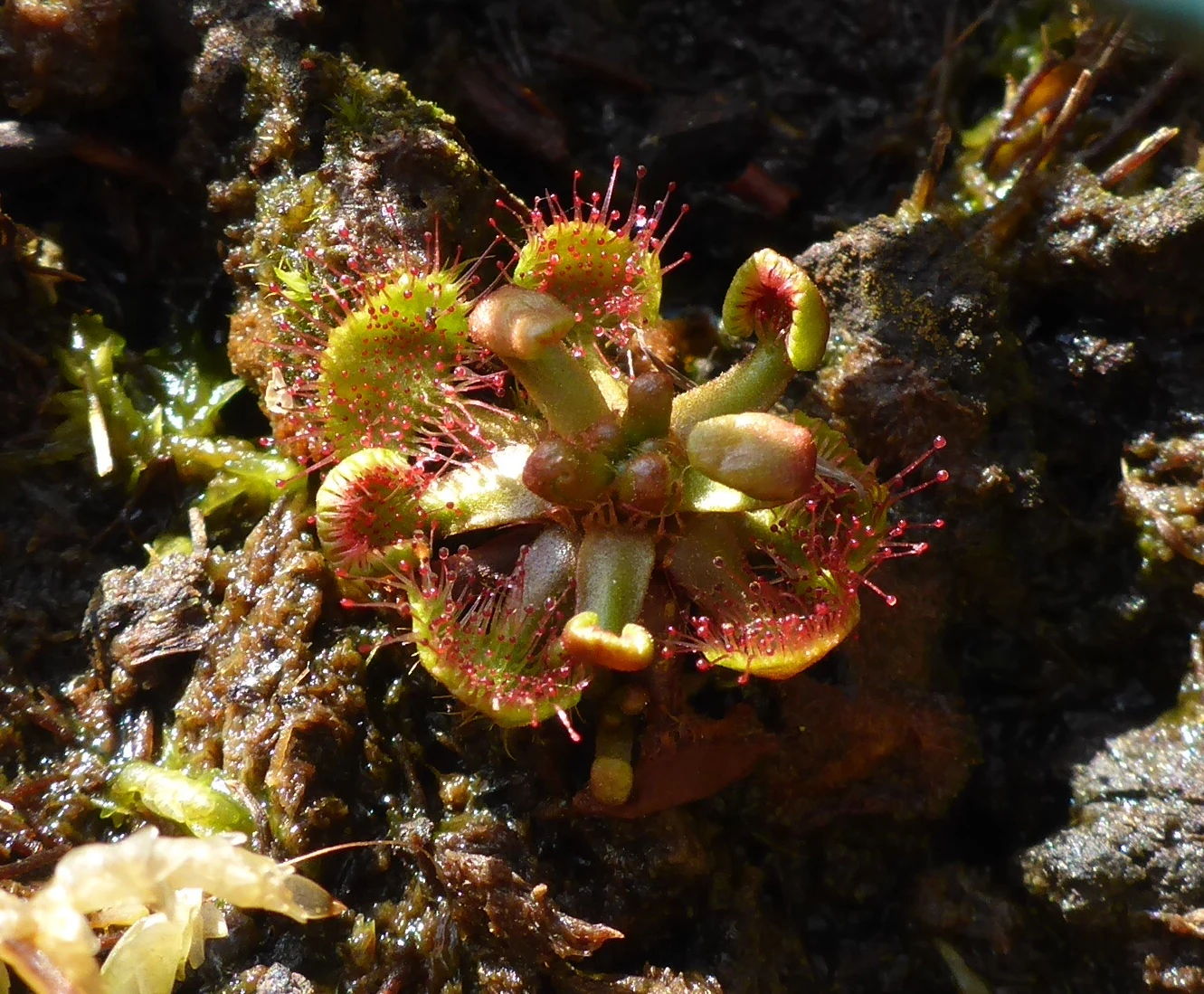 A close-up view of a small round-leaved sundew plant with distinctive reddish, sticky tentacles on its leaves.