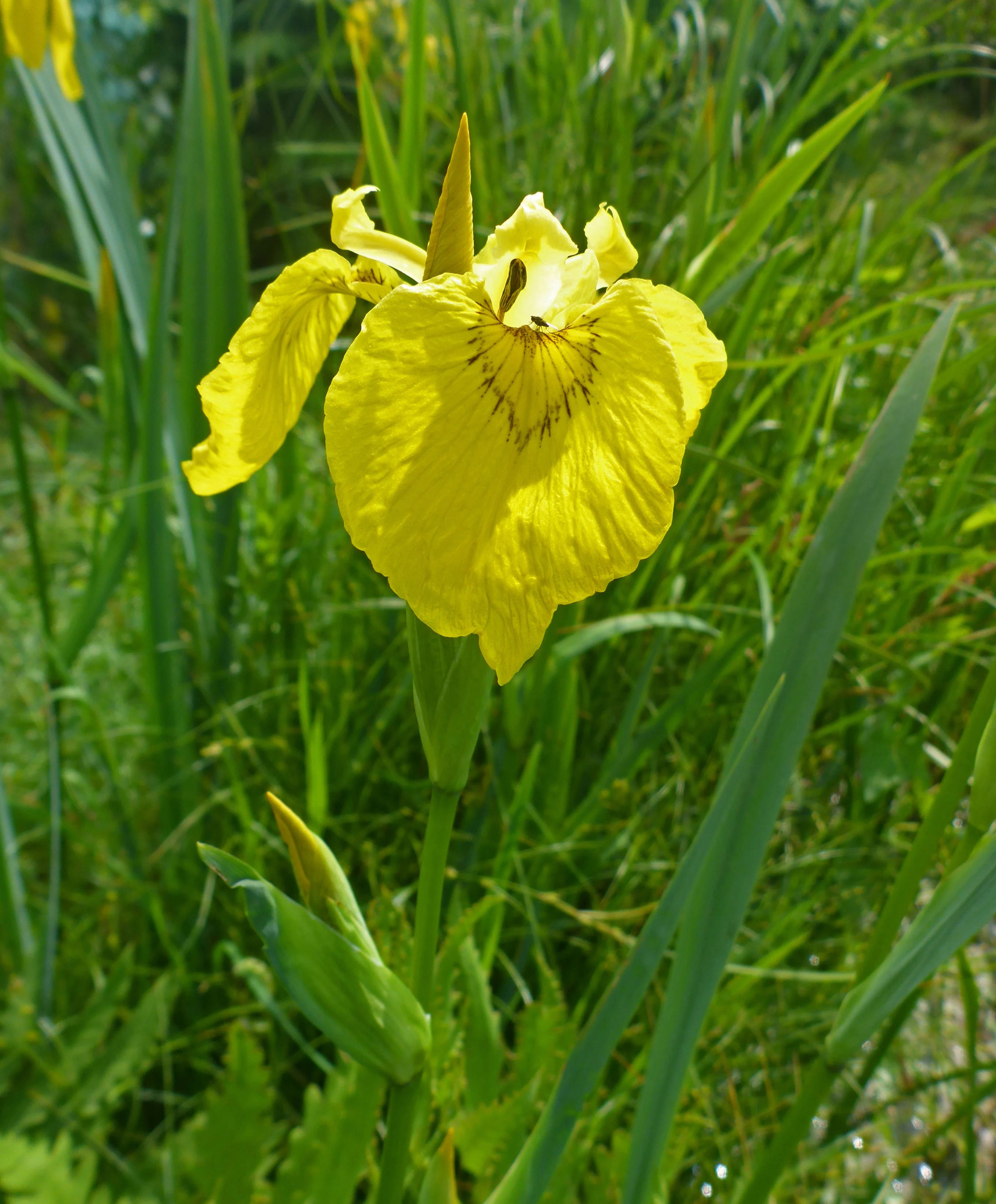 A close-up shot of a bright yellow iris flower with slender green leaves in the background.