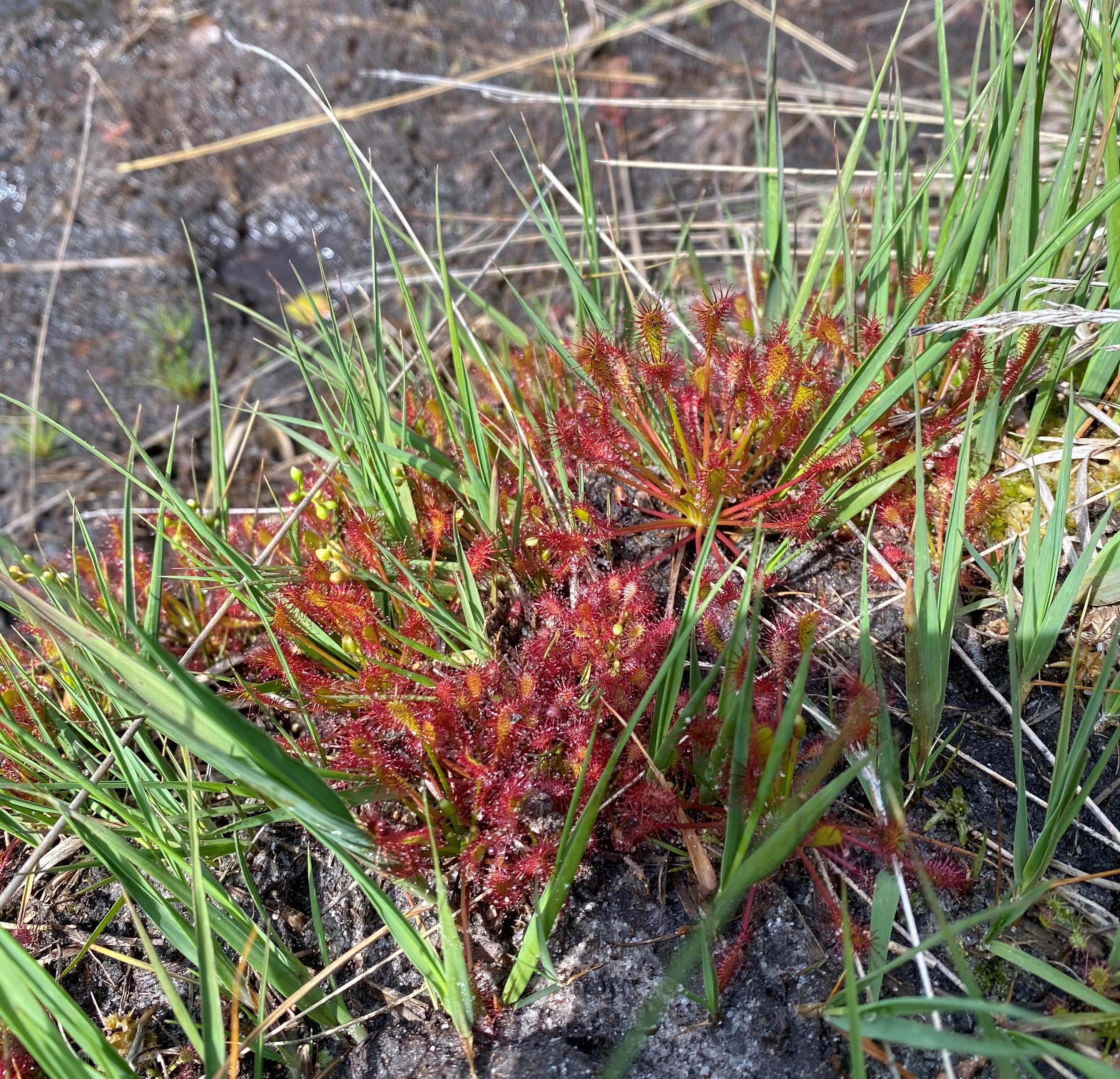 A cluster of red, insectivorous oblong-leaved sundew plants growing among green grasses in damp, dark soil.
