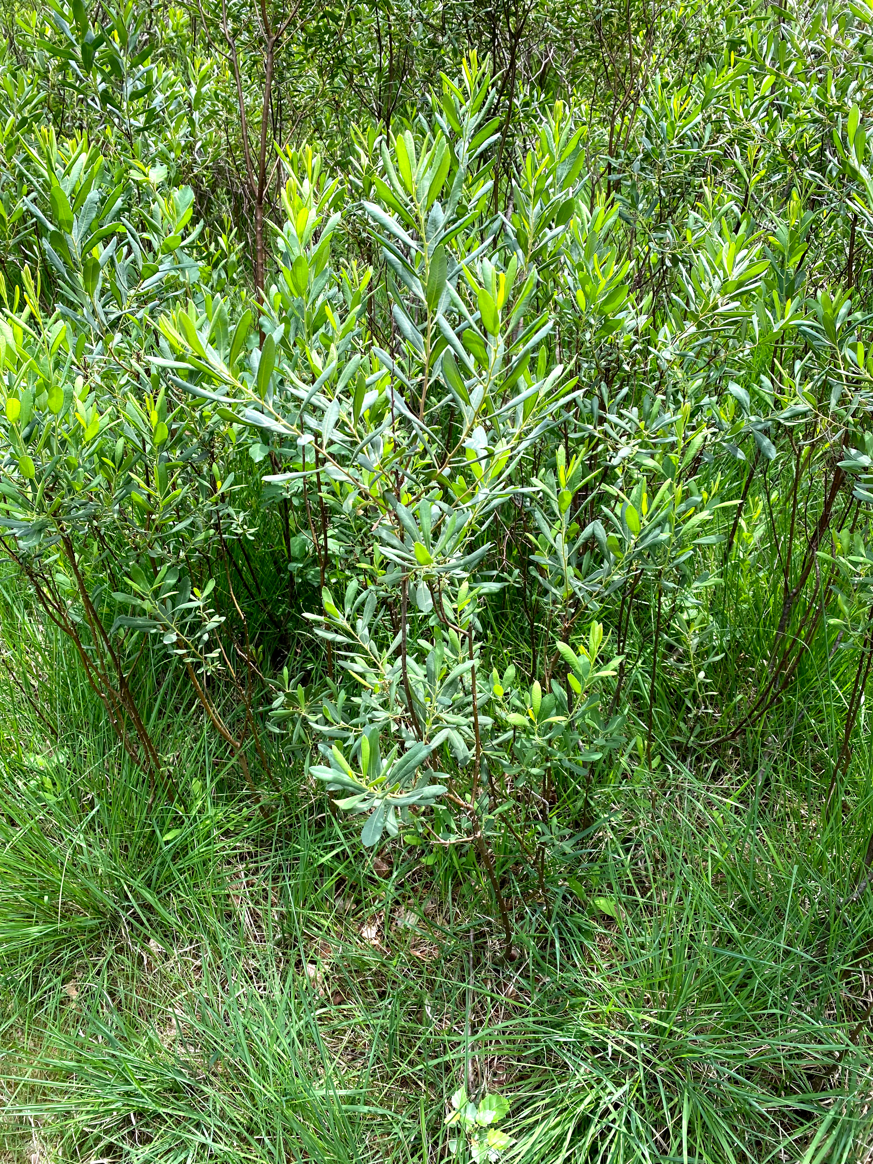 A cluster of green bog myrtle shrubs with narrow, lance-shaped leaves standing in tall grass.