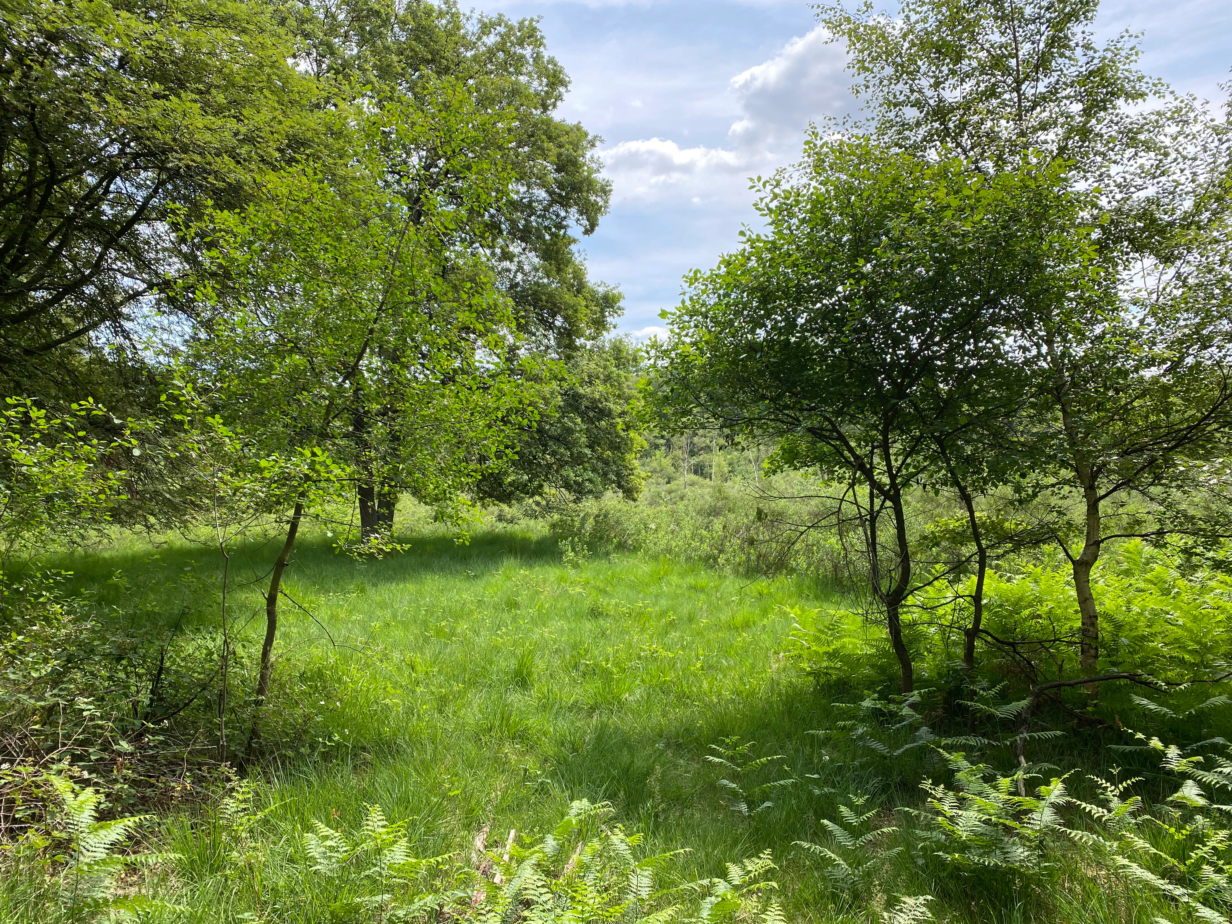 A sunny clearing filled with tall green grass surrounded by mature trees under a cloudy sky.