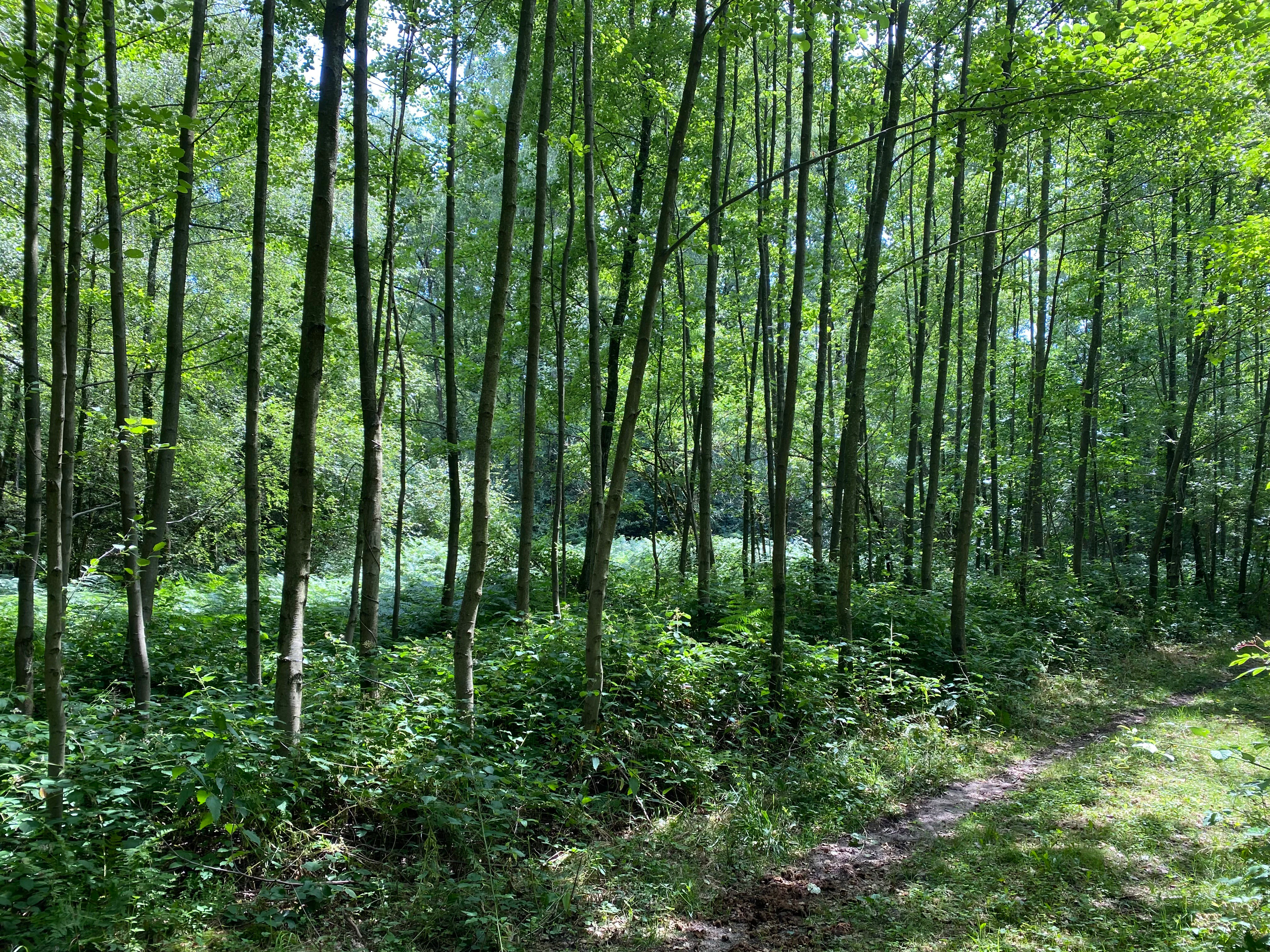 A dense grove of slender trees with green foliage in a swampy, woodland setting with dappled sunlight filtering through the canopy.