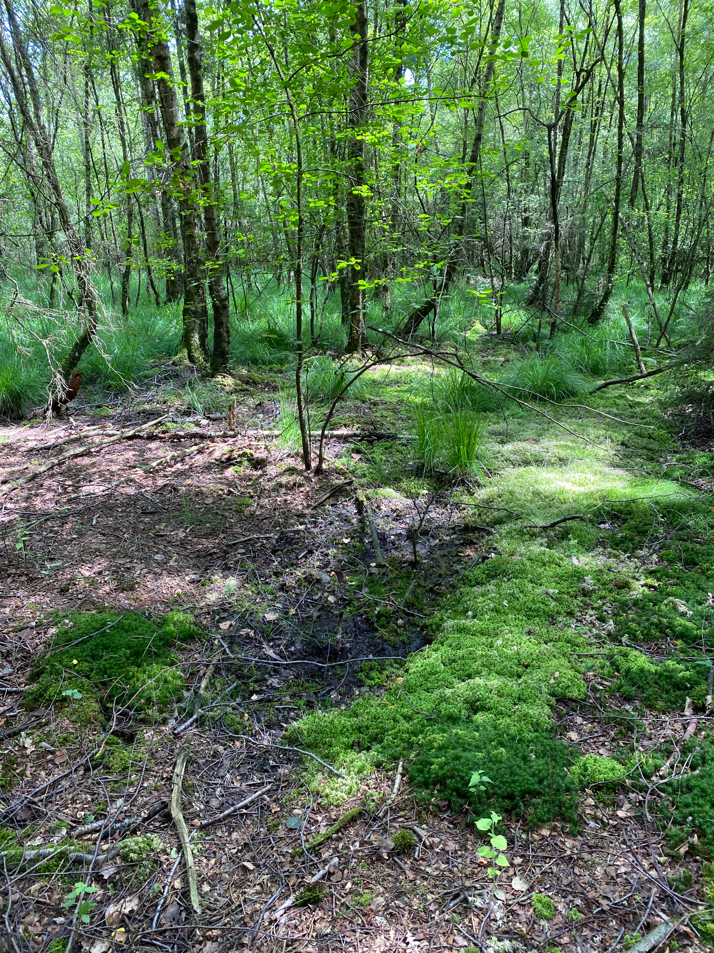 A lush, green, deciduous swamp forest with mossy ground and scattered fallen branches.