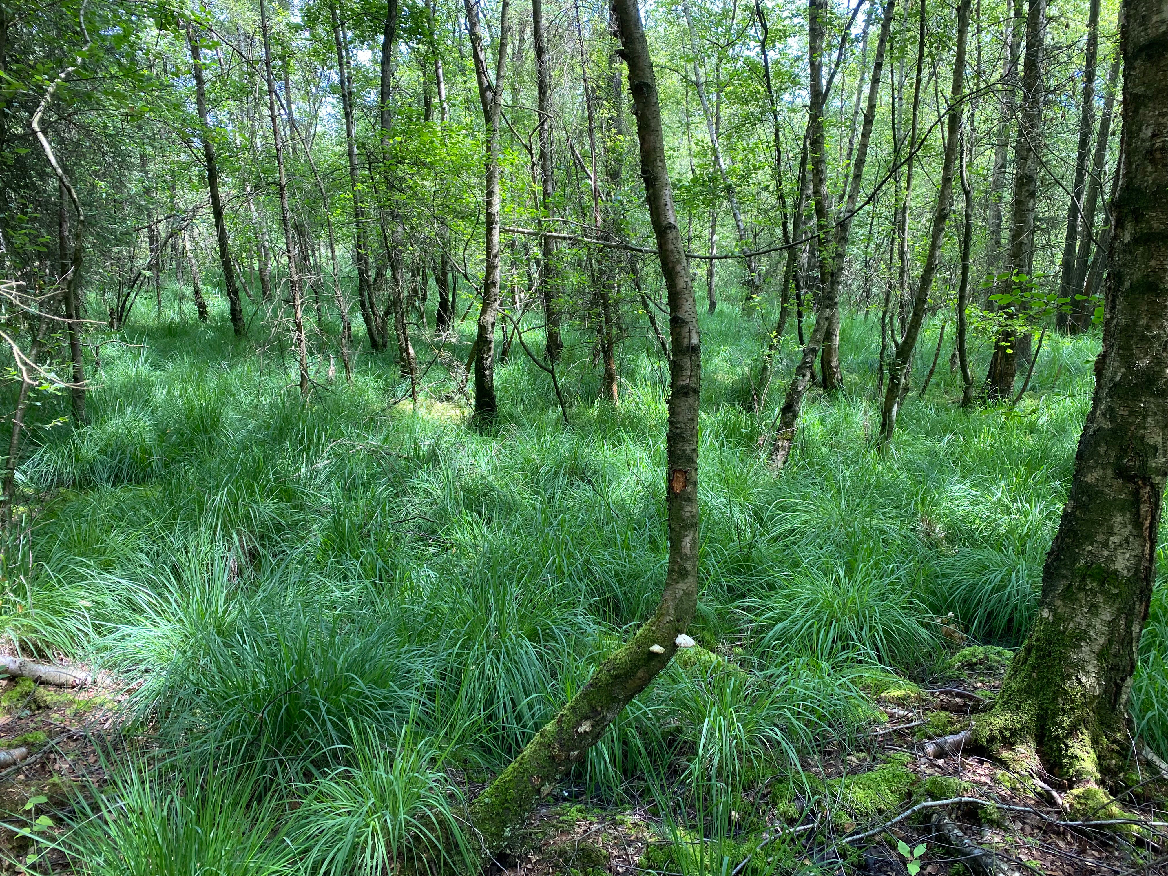 A dense marsh forest with thin tree trunks rising from a thick carpet of green grasses and sedges in a swampy area.
