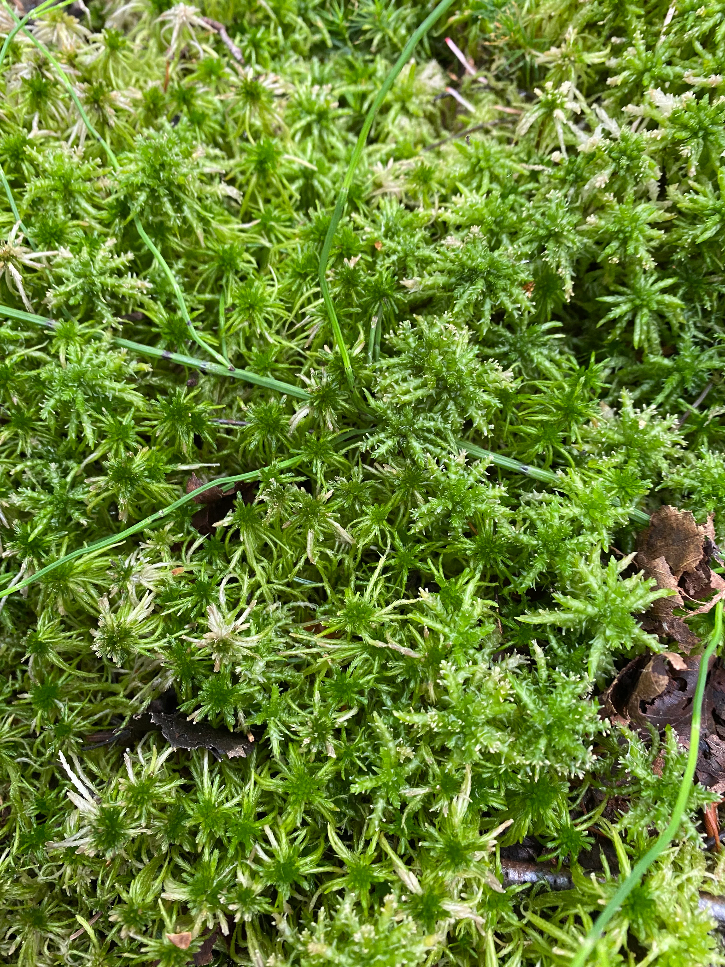 A dense, top down close up shot of bright green peat moss (Sphagnum) with thin blades of grass interwoven throughout the texture.