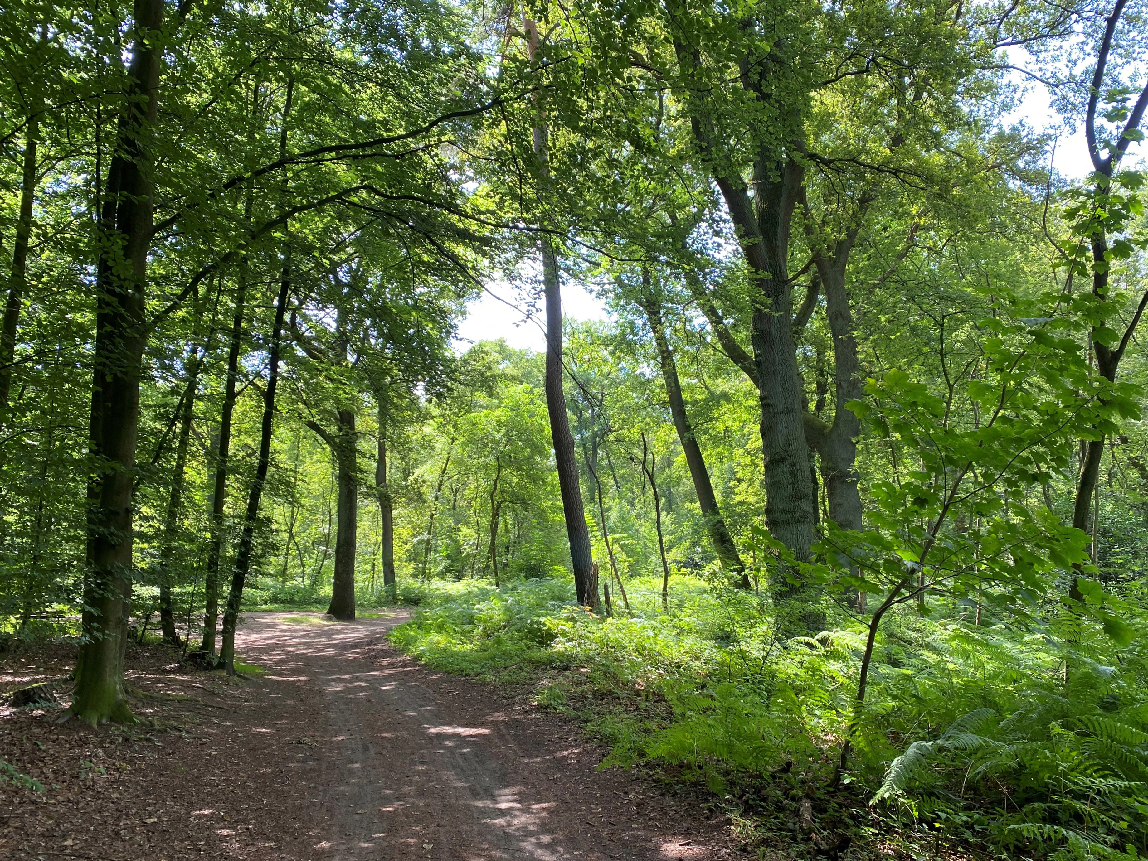 A dirt path leads through a lush, green deciduous forest with tall tree trunks, dappled sunlight, and a ground layer of ferns.