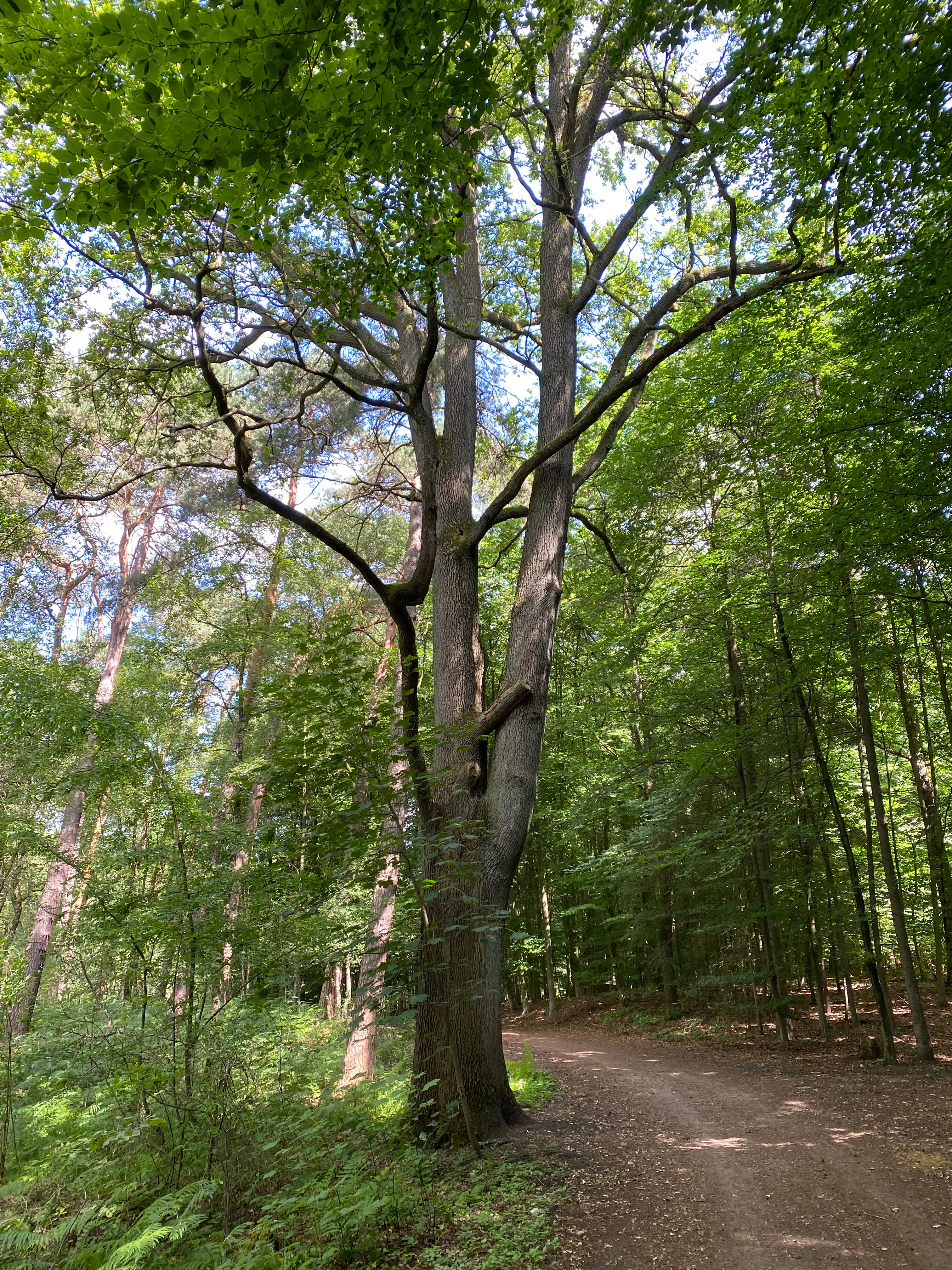 A tall, mature oak tree with a thick trunk stands next to a dirt hiking path in a green, leafy forest.