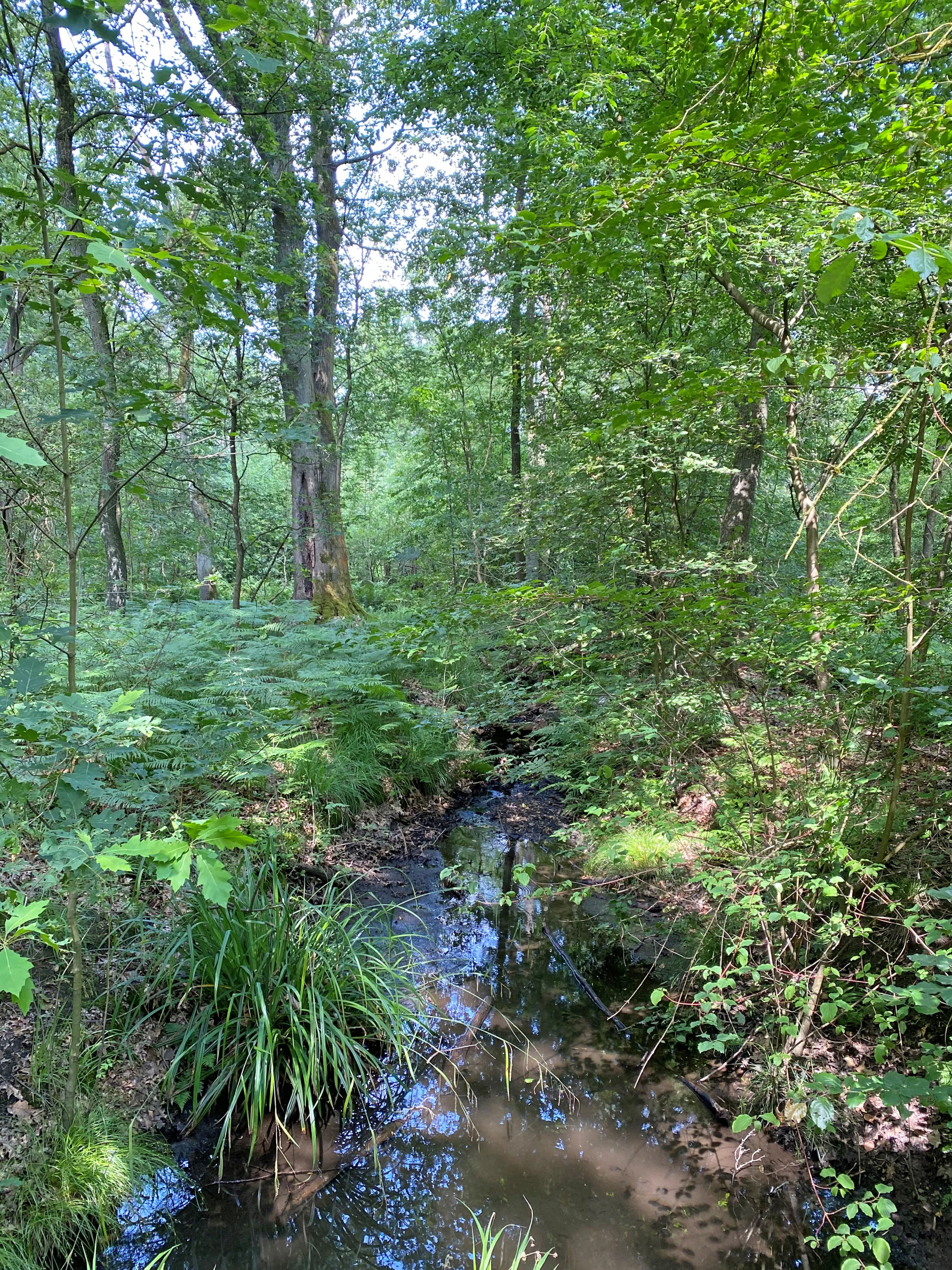 A small, narrow stream flows through a dense, green deciduous forest under a canopy of leaves.
