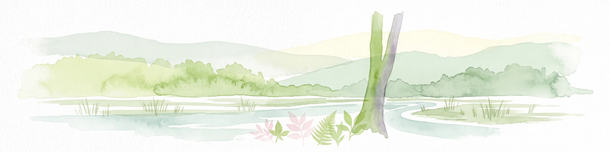 A soft watercolor illustration of a calm stream winding through a wetland or bog area, with gentle hills in the background and a split tree trunk in the foreground.