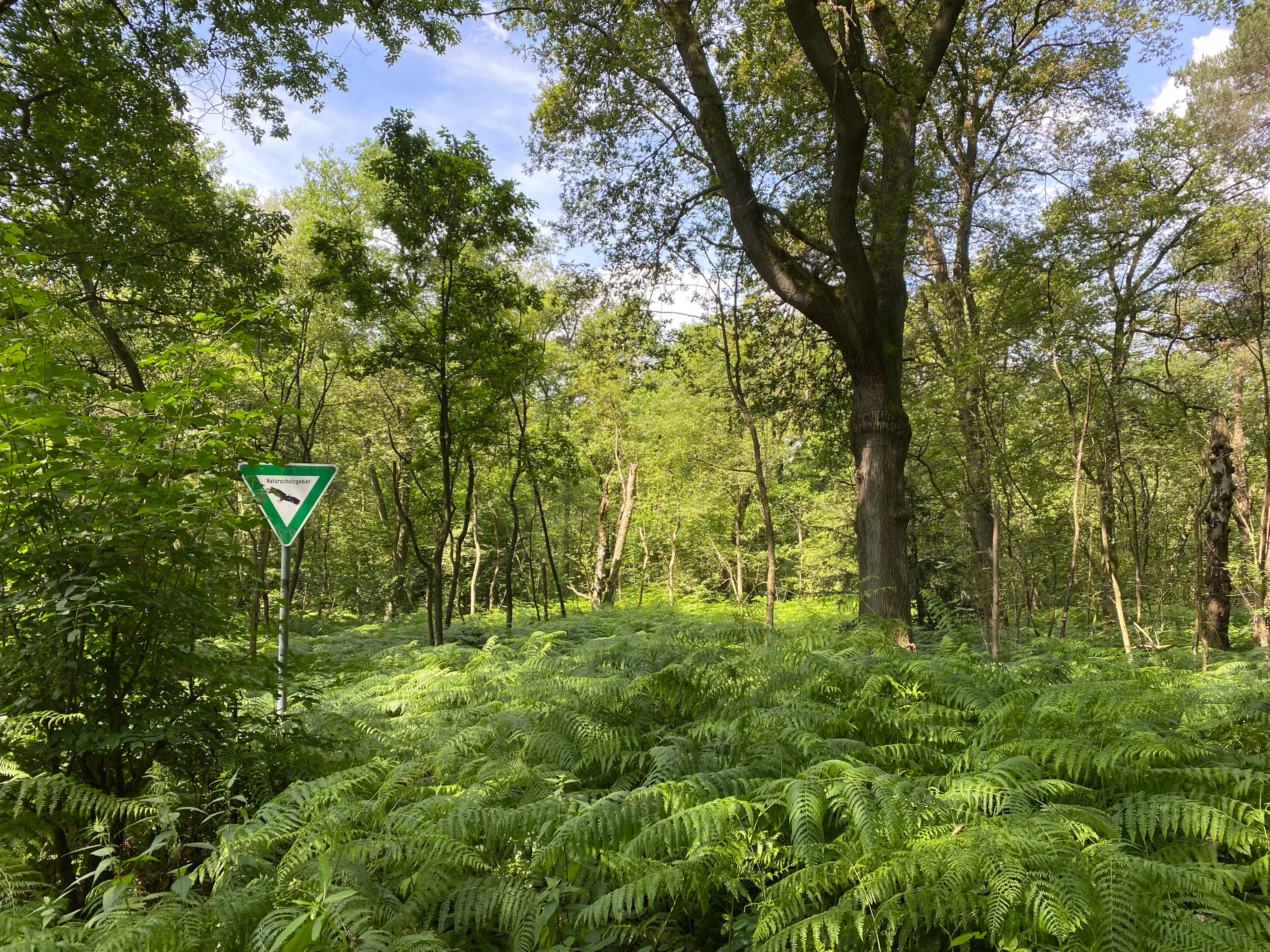 A dense patch of green ferns in the foreground of a forest, with a green nature reserve triangular sign visible on the left and mature trees throughout the background.